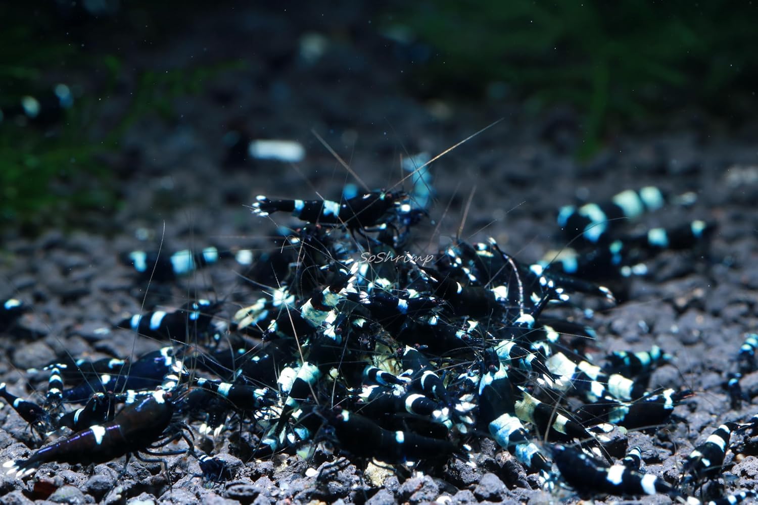 Live Freshwater Aquarium Shrimp - Caridina (Crystal Red Shrimp S-SSS Grade, 5 Pack)