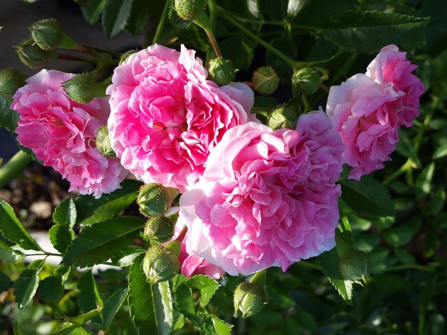 Seven Sisters Climbing Rambler Rose - Antique Heirloom Rosa Hybrid - Live Plant - Fragrant Spring Bloom - Double Pink Flower - Emerald Goddess