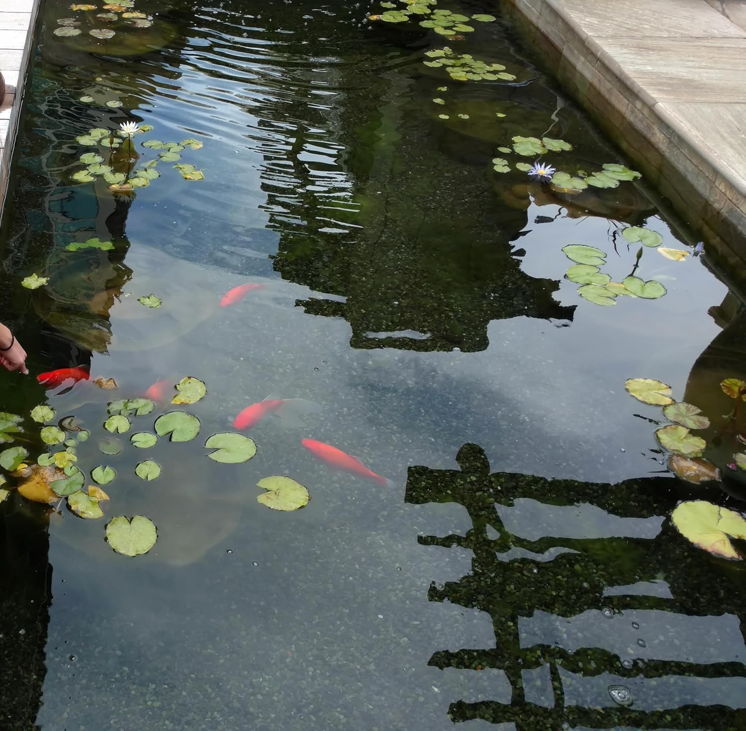 USA Pond Products' - 24x25 Black Pond Liner-24'W x 25'L (7.31m x 7.62m) in 20-mil Black PVC (0.50mm)-Fish/Plant Friendly for Koi Ponds