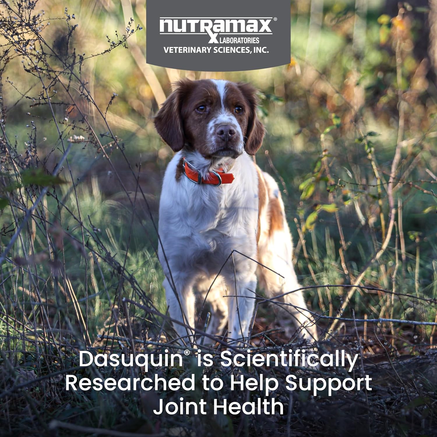 Nutramax Dasuquin MSM Joint Supplement, Small/Med Dogs, Chew Tablets150ct | Glucosamine and Chondroitin, Chewable Tablets for Dogs under 60 lbs