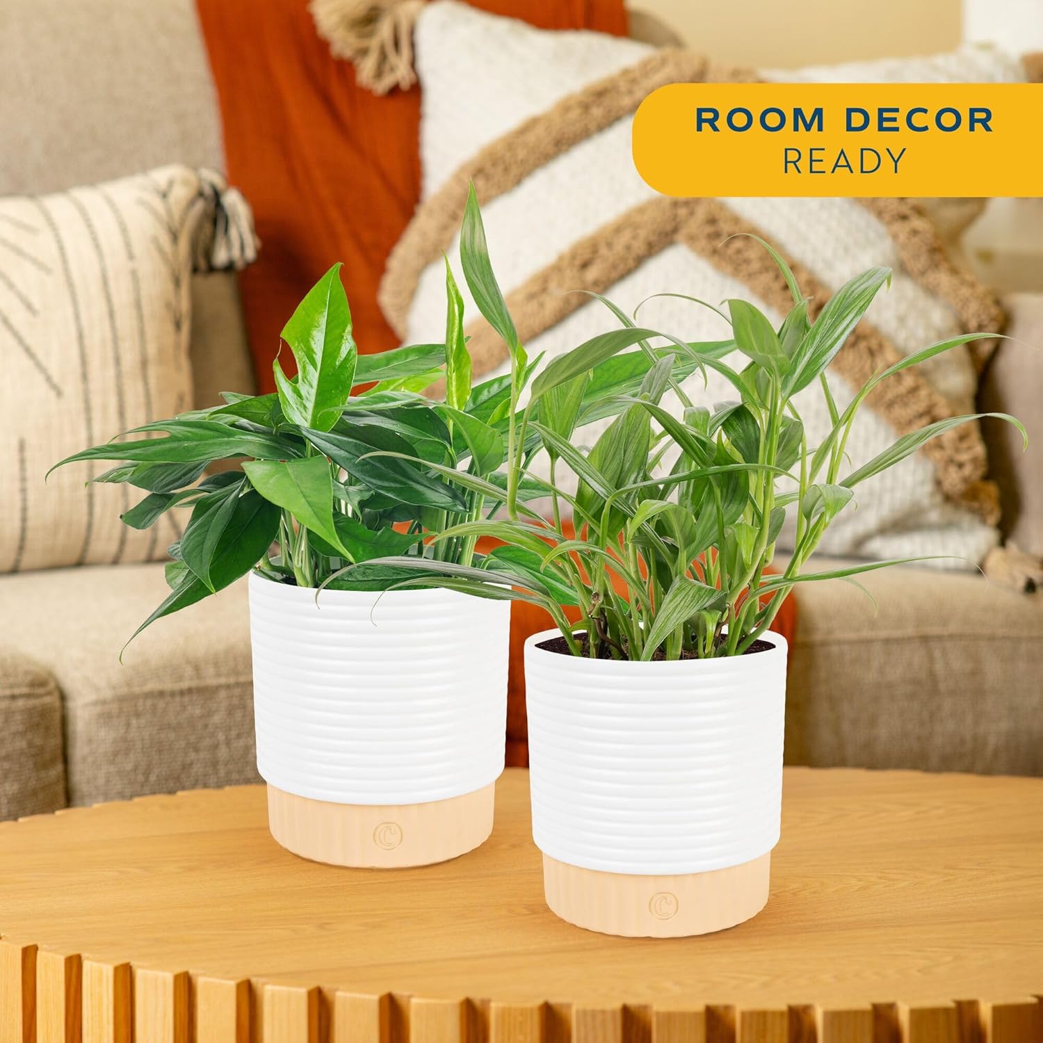 Costa Farms Golden Pothos, Live Indoor Plant, Trailing Vine, Air Purifying | Fast-growing trailing vine, one of the easiest to grow. Great indoor houseplant. Ideal housewarming or birthday gift.