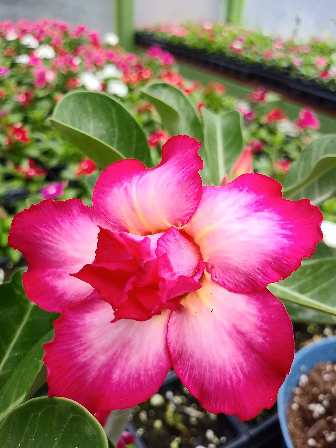 New!! U.S. Seller 50 Fresh Desert Rose Seeds Mixed Colors Adenium Desert Rose 50 Pack Single and Multi Colored Flowers Fresh Seeds