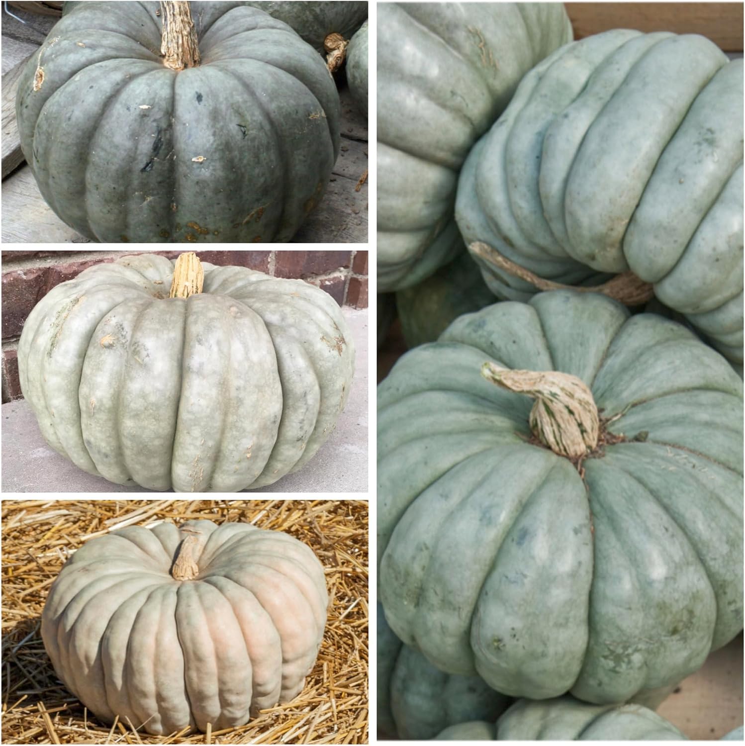 Seed Needs Pumpkin Seeds to Plant 100 Seeds Spooky Mix Non GMO Bulk Pack