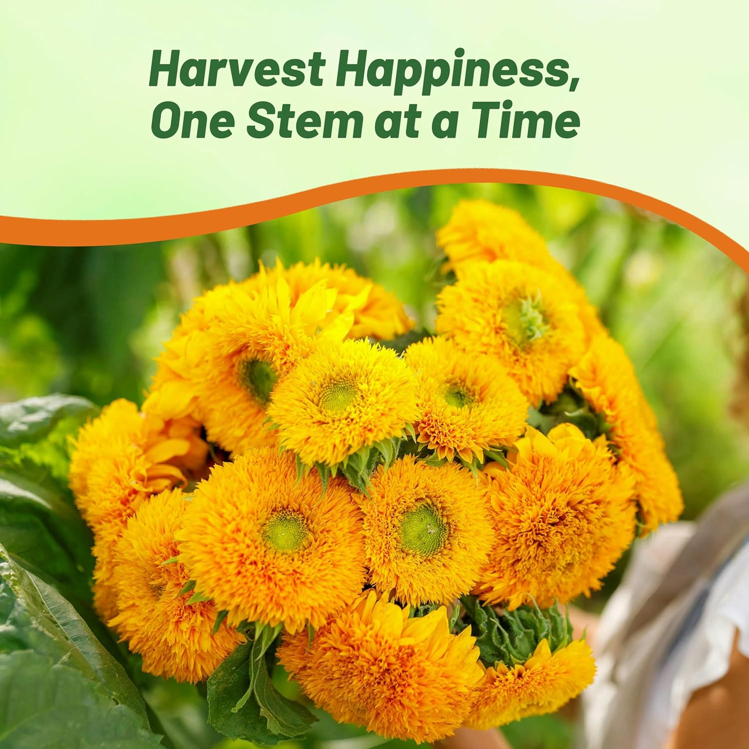 Outsidepride Giant Sungold Sunflower Seeds for Planting - 500 Pcs Annual, Easy to Grow Flower Seeds w/Vibrant