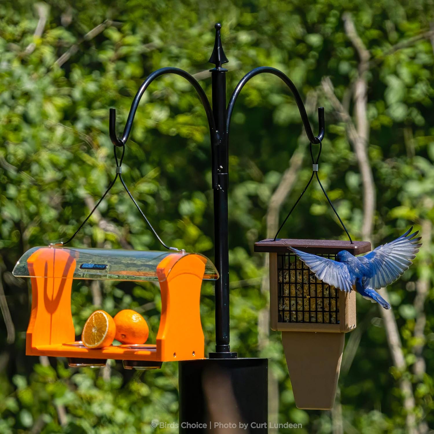 Birds Choice Erva 2 Arm Complete Bird Feeder Pole Set with Squirrel Baffle Steel Bird Feeder Mounting Pole Made in USA | Hangs 2 Feeders at Once