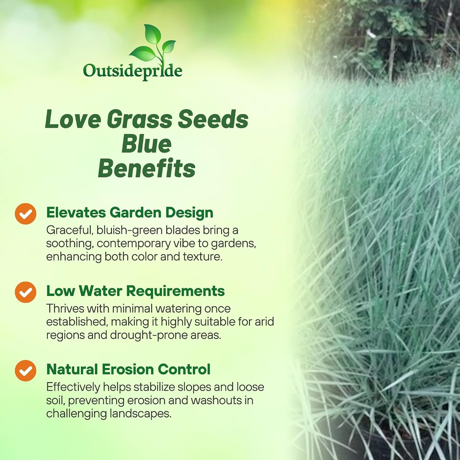 Outsidepride 500 Seeds Perennial Eragrostis Spectabilis Ornamental Love Grass Seed for Planting
