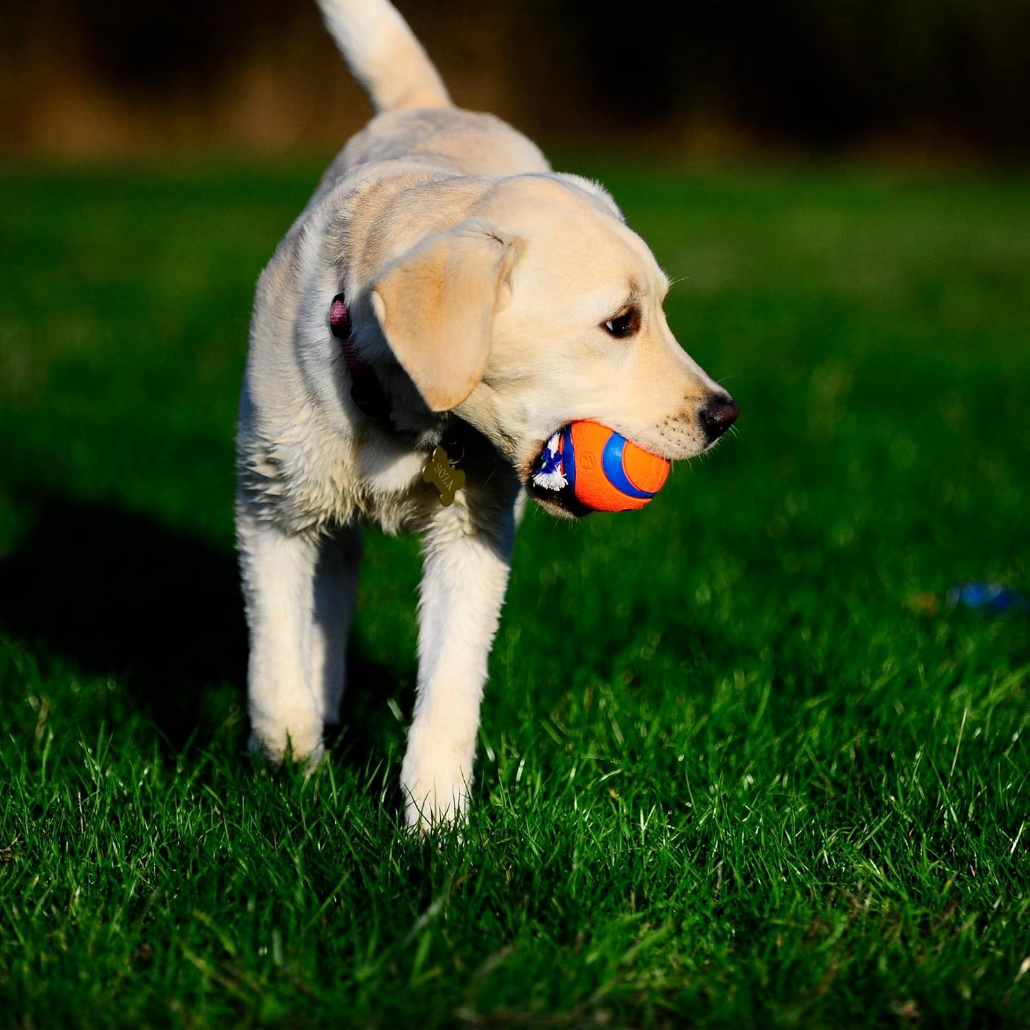 Chuckit! Ultra Tug Dog Toy - Ultra Ball on a Durable Nylon Cord Handle - Fetch and Tug-of-War Toy for Dogs - Size Large - For Breeds 60-100 lbs - 3-inch Diameter - Orange and Blue