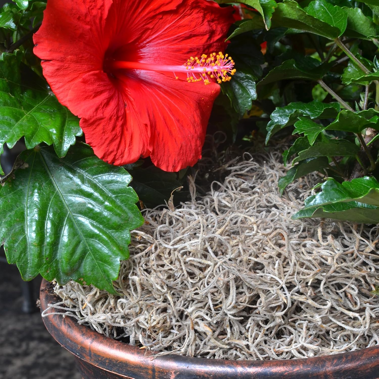 Mosser Lee ML0560 Spanish Moss, 250 Cubic Inches