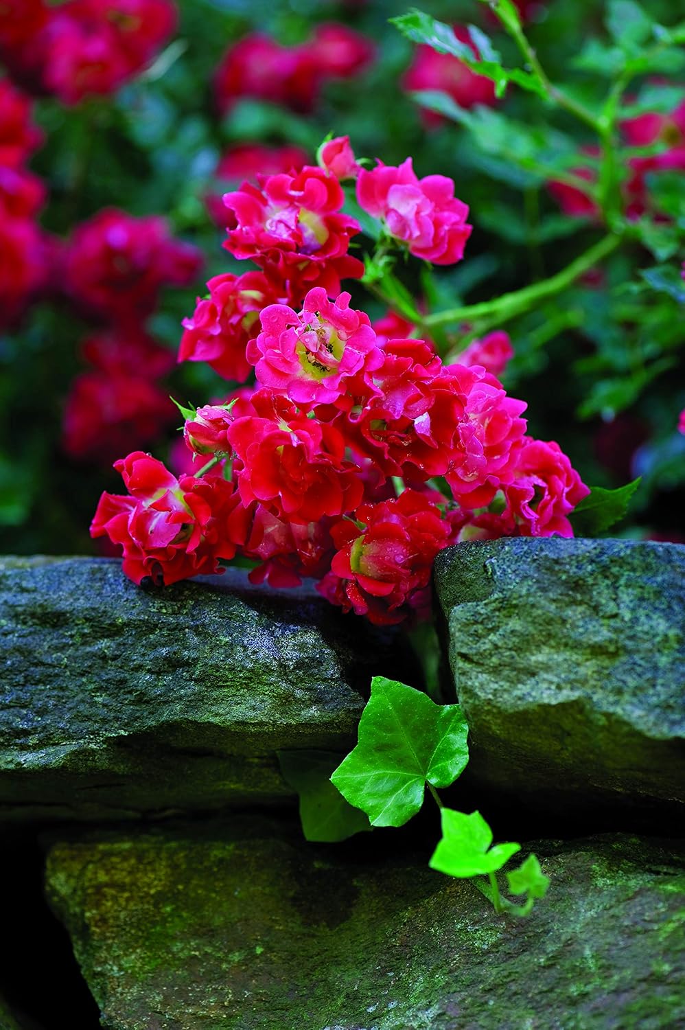 Drift Roses - Rosa Peach Drift (Rose) Rose, double peach flowers, #2 - Size Container
