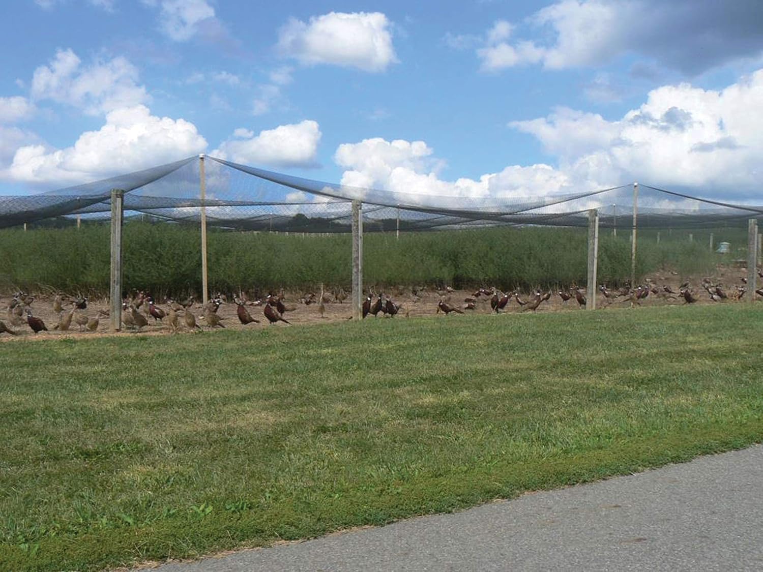 Stromberg’s 2” Mesh Heavy Duty Knotted Aviary Netting, UV Resistant Polyethylene Fiber for Game Birds, Pheasants & Poultry, 85 Lbs Break Strength Durable Against Weather and Predators, Size 25' x 50'