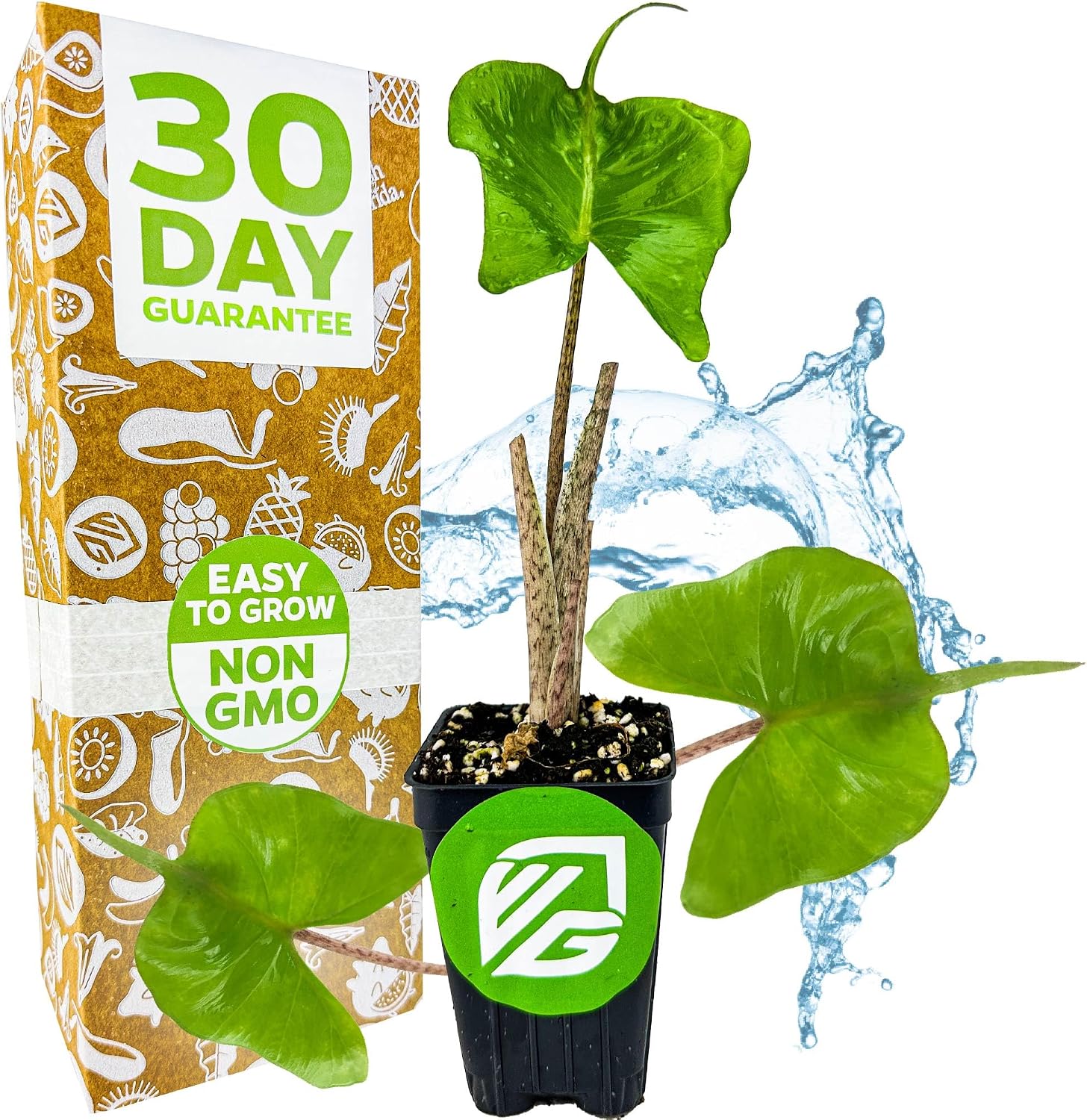 Stingray Elephant Ear Live Plant - Alocasia stringray by Wellspring Gardens - Alocasia - Unique Foliage - Versatile Plant - Tropical Plant