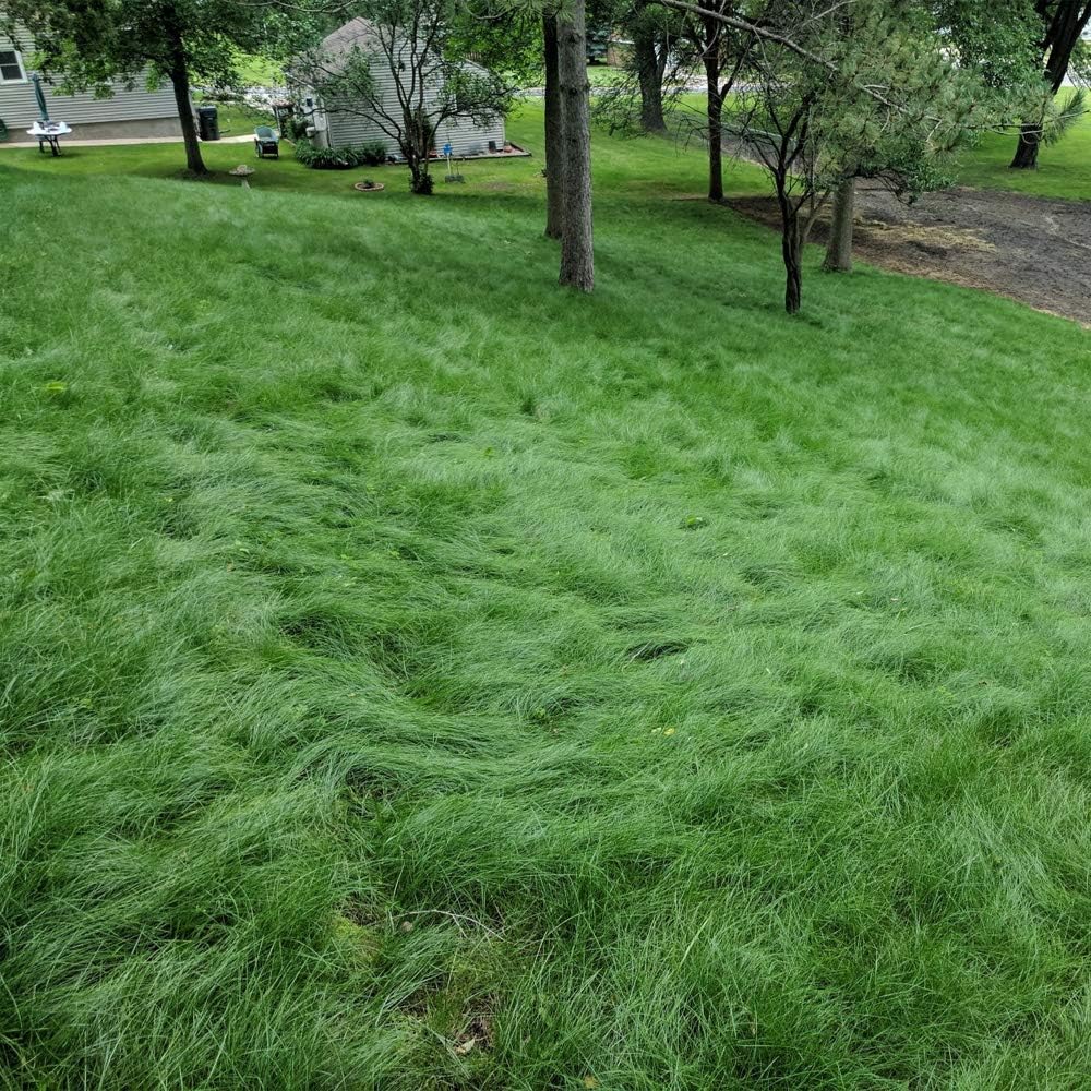 Outsidepride Legacy Fine Fescue Grass Seed Mix - 10 lbs. Shade & Sun Tolerant Blend of Hard, Chewings & Creeping Red with OptiGrowth Coating for Better Establishment