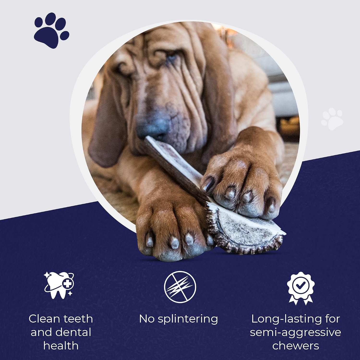 Devil Dog Pet Co Whole Elk Antlers for Dogs, Medium, Aggressive Chewers | Naturally shed Grade A Rocky Mountain elk antler, single ingredient, long lasting, 5 in+, fits breeds up to 50 lb
