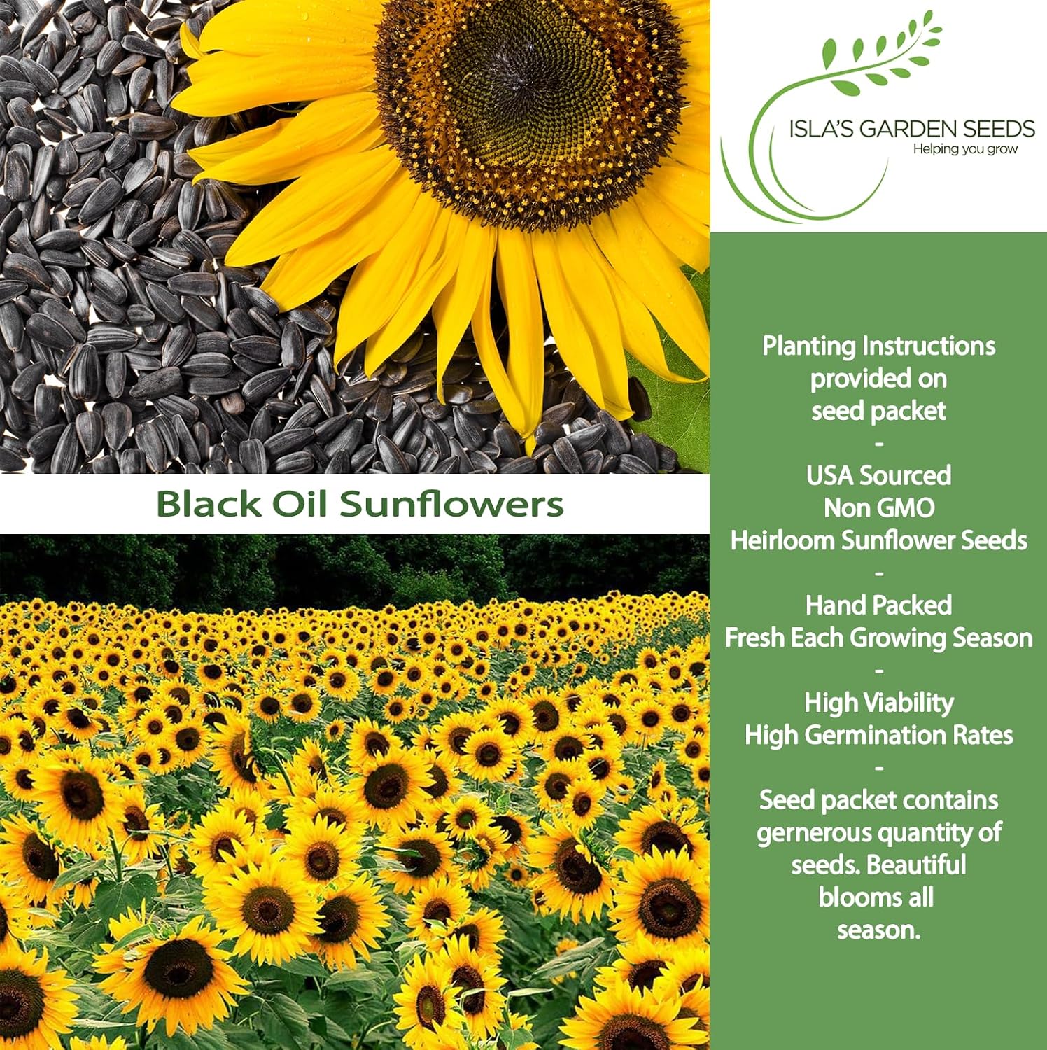 Black Oil Sunflower Seeds (Helianthus annuus) – 150+ Non GMO & Heirloom Seeds by Isla’s Garden Seeds