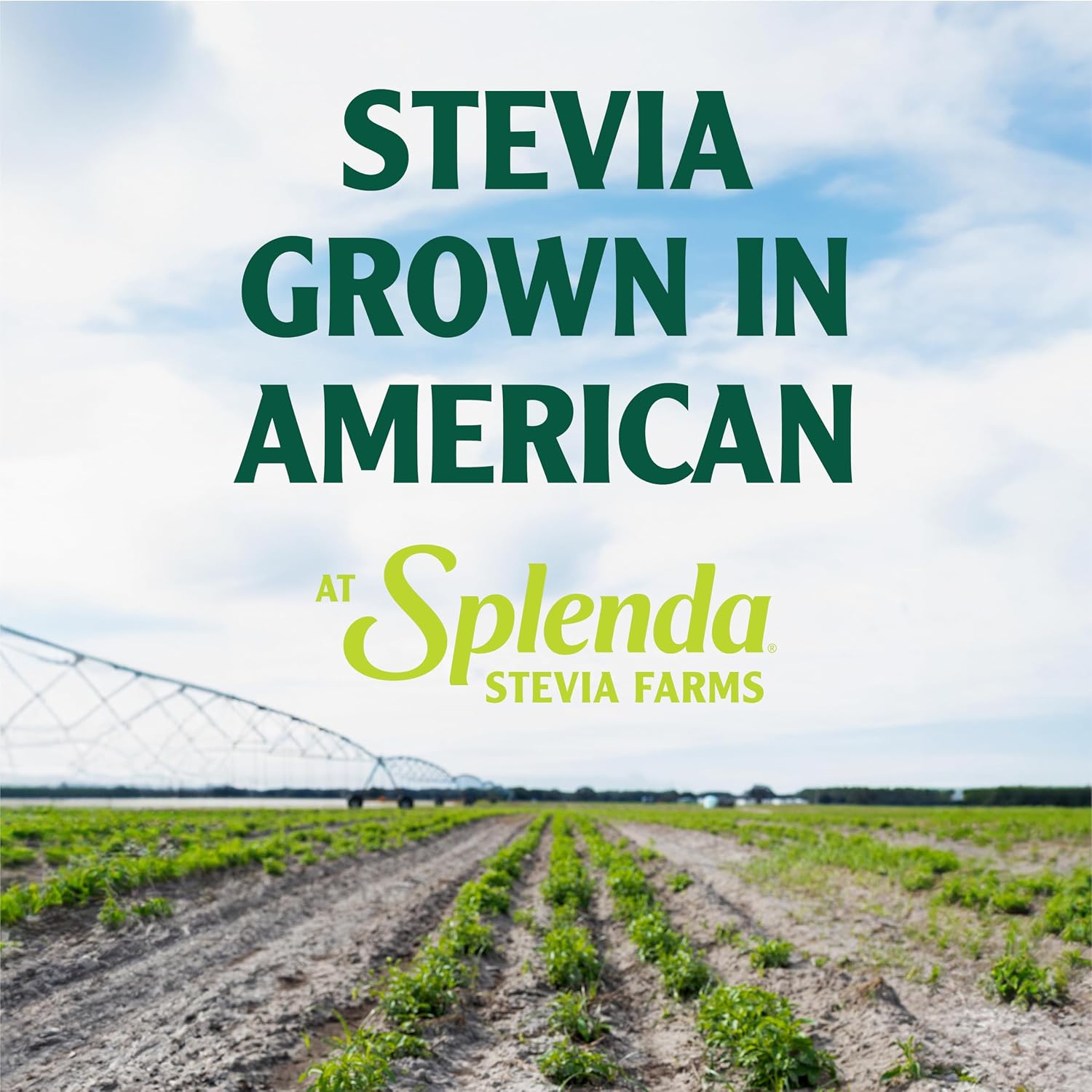 SPLENDA Stevia Zero Calorie Sweetener, Plant Based Sugar Substitute Granulated Powder, 19 oz Jar