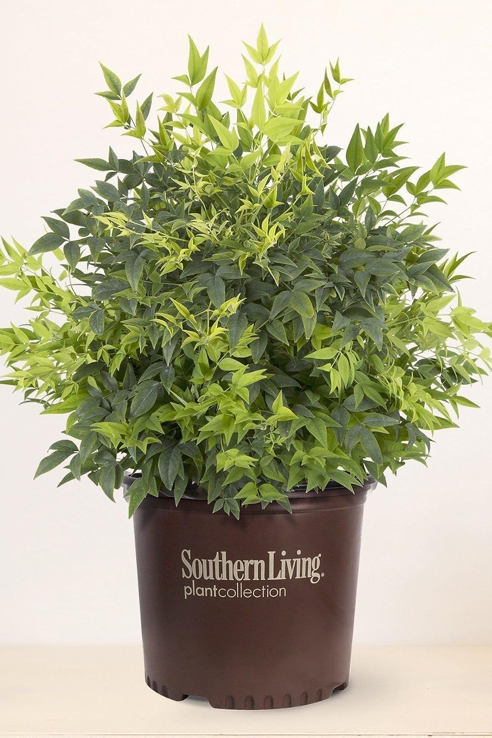 Nandina 'Lemon Lime' PP24749, 3 Gallon