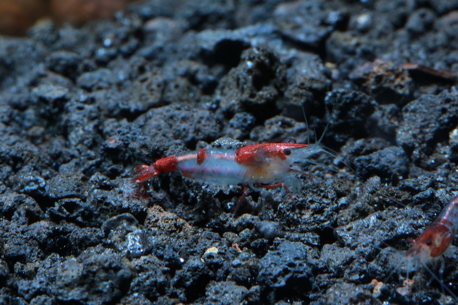 Live Freshwater Aquarium Shrimp - Neocaridina (Red Cherry, 5 Pack)