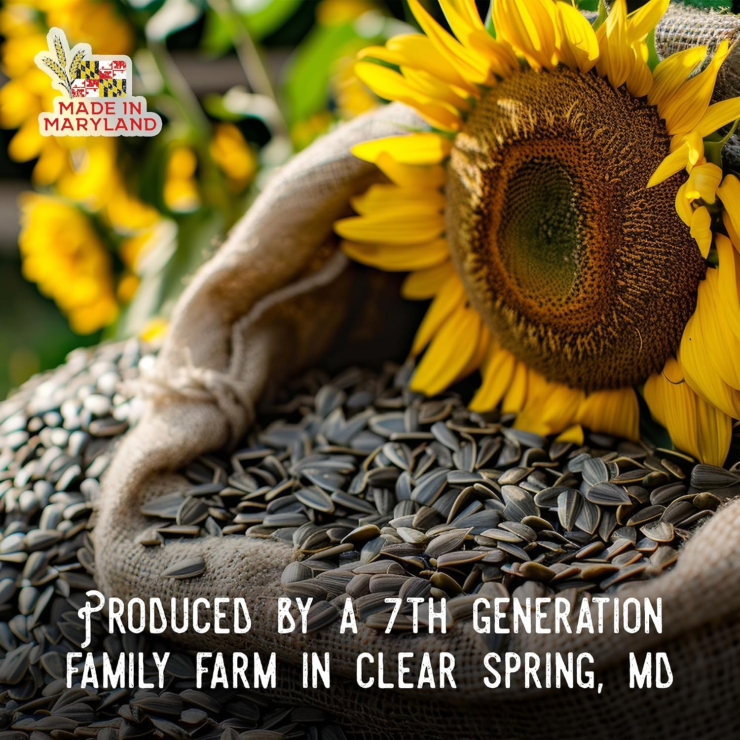 Ernst Grain & Livestock Black Oil Sunflower Seeds - Birdseed for Outside Feeders Wild Bird Food - Ideal Bird Seed for Cardinals