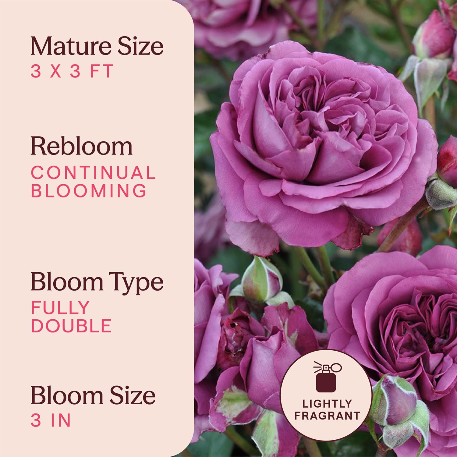 Heirloom Floribunda Roses, Live Own Root Plant, Koko Loko™ | Moderately Fragrant, Hardiness Zones: 6-10, Repeat Blooming,For Outdoor Gardens, Planters, and Pots