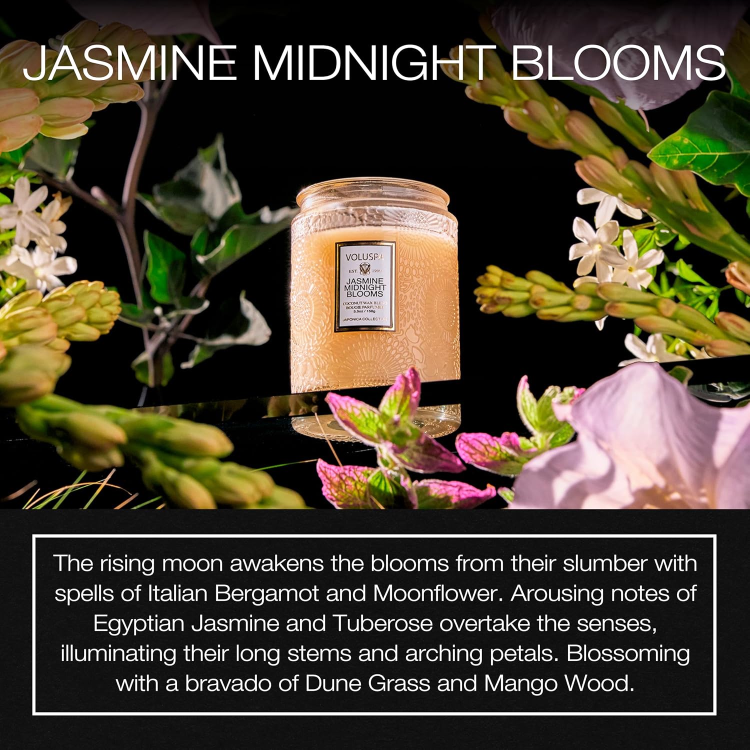 Voluspa Baltic Amber, Small Candle Jar, 5.5 oz, 50 Hour Burn Time, Coconut Wax for Clean Burning, Handcrafted in the USA