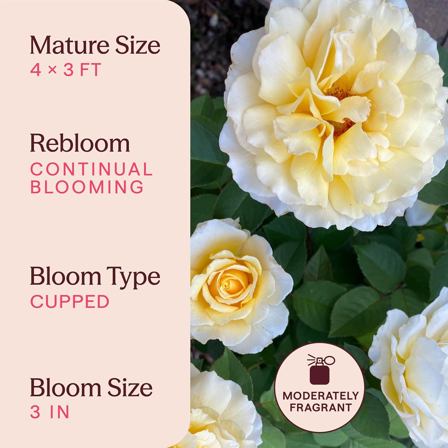 Heirloom Floribunda Roses, Live Own Root Plant, Julia Child™ | Moderately Fragrant, Hardiness Zones: 6-10, Continual Blooming,For Outdoor Gardens, Planters, and Pots