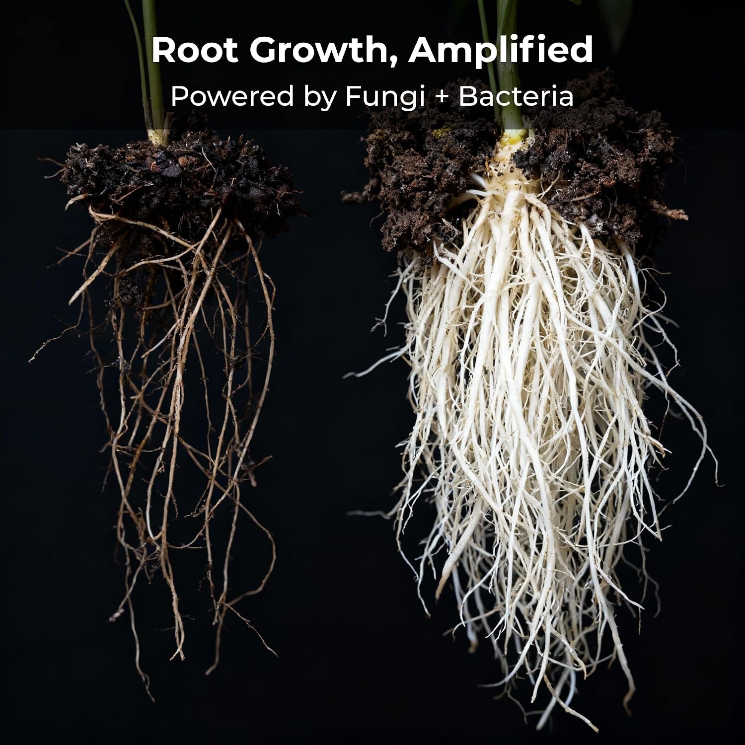Real Growers Recharge 16oz – Mycorrhizae & Soil Microbes Instant Compost Tea for Root Growth, Transplant Support & Nutrient Uptake