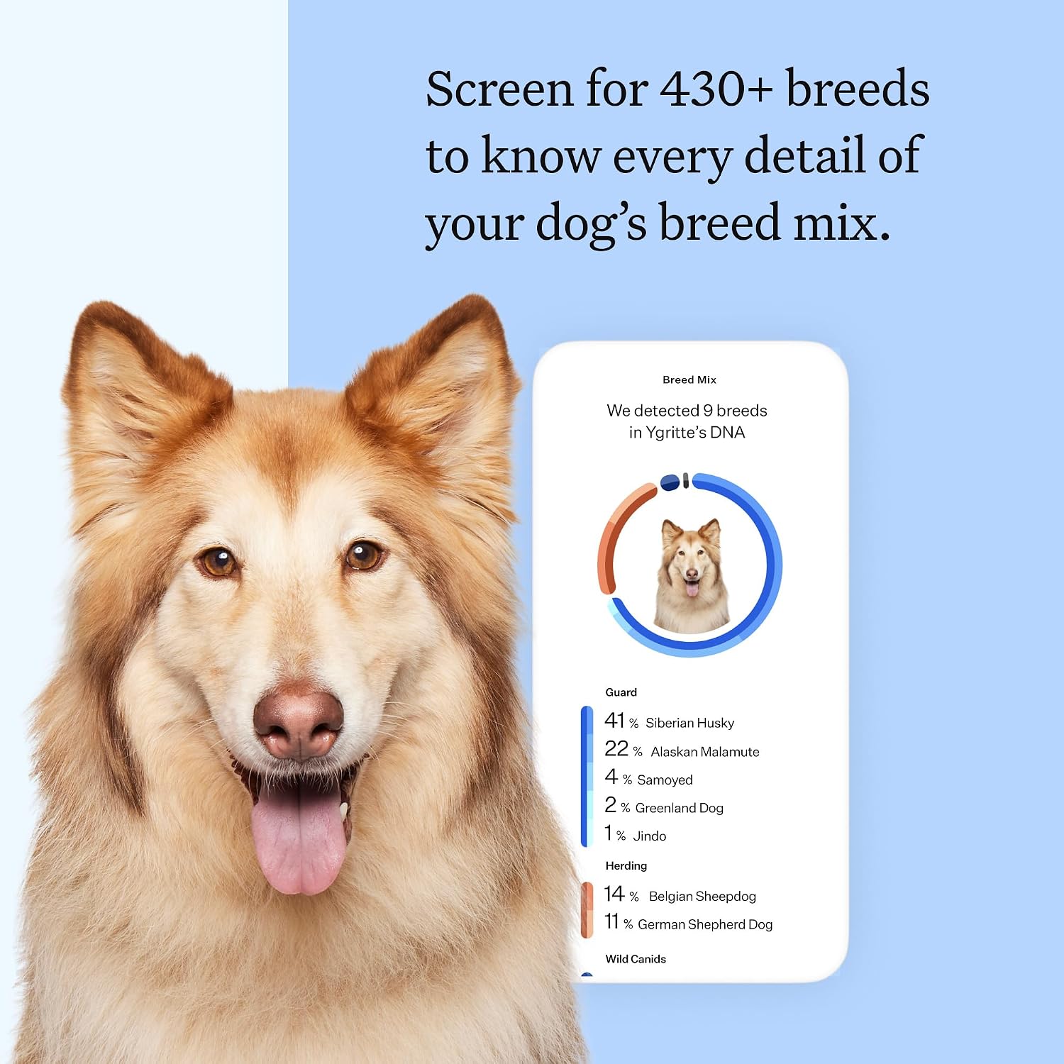 Wisdom Panel Breed Discovery Dog DNA Testing Kit - Most Accurate Dog Breed Identification - Test for 430+ Breeds, MDR1 Health Test, Ancestry