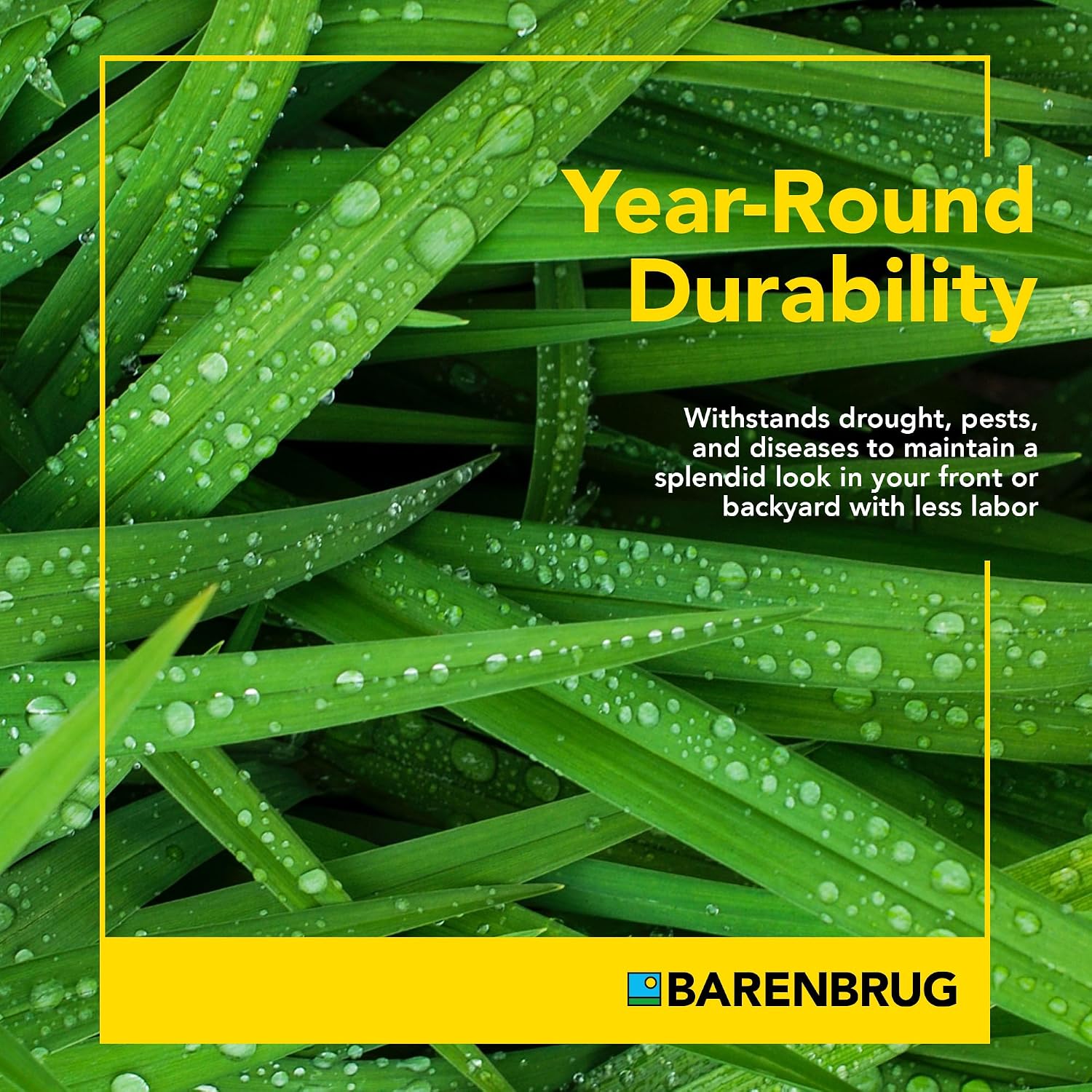 Barenbrug Wonderlawn Winter Grass Seed Mix for Lawn Care and Landscaping, 5 lbs. Bag