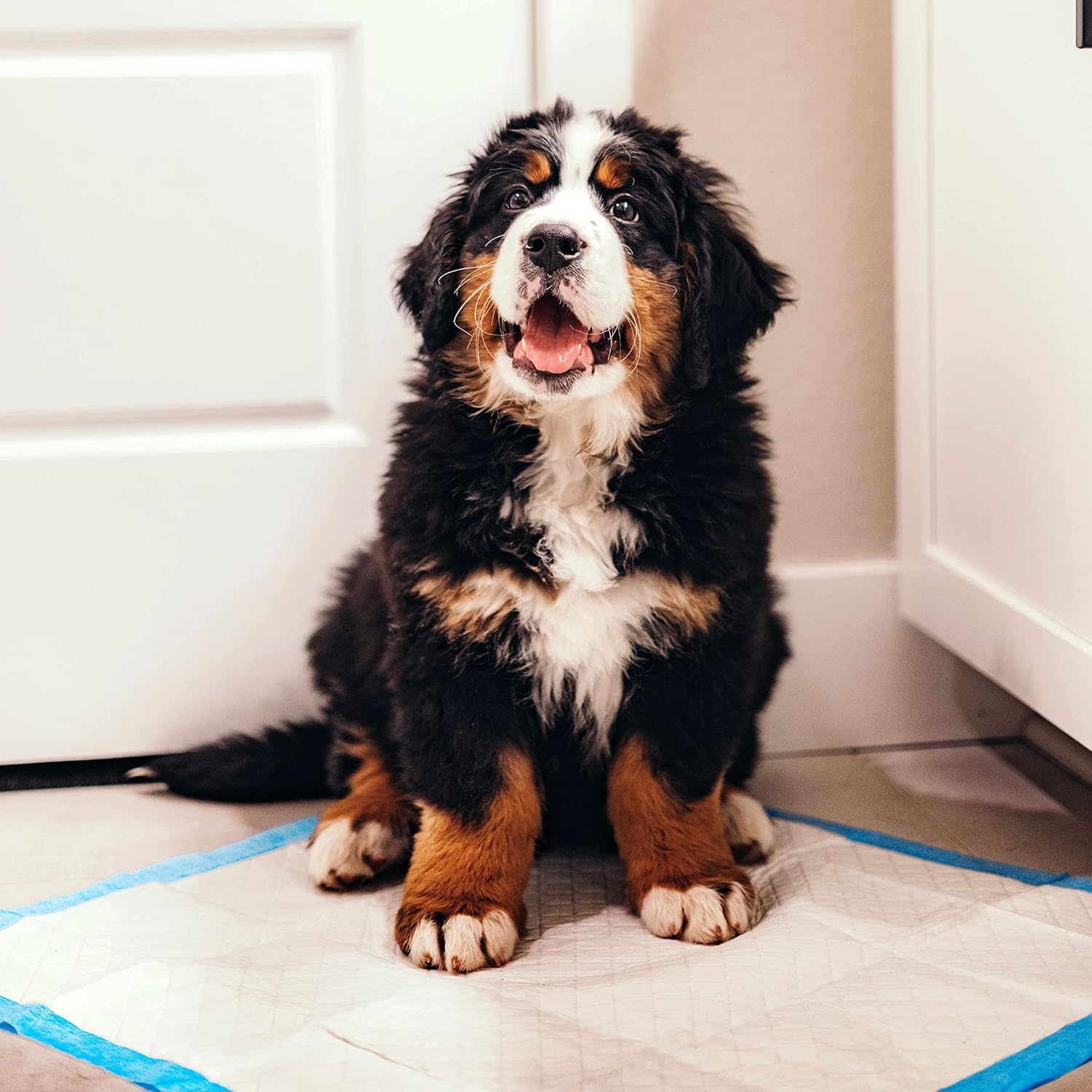 Four Paws Wee-Wee Superior Performance Dog Pee Pads, 100 Count | Quilted leak-proof puppy pads, dog housebreaking & potty training
