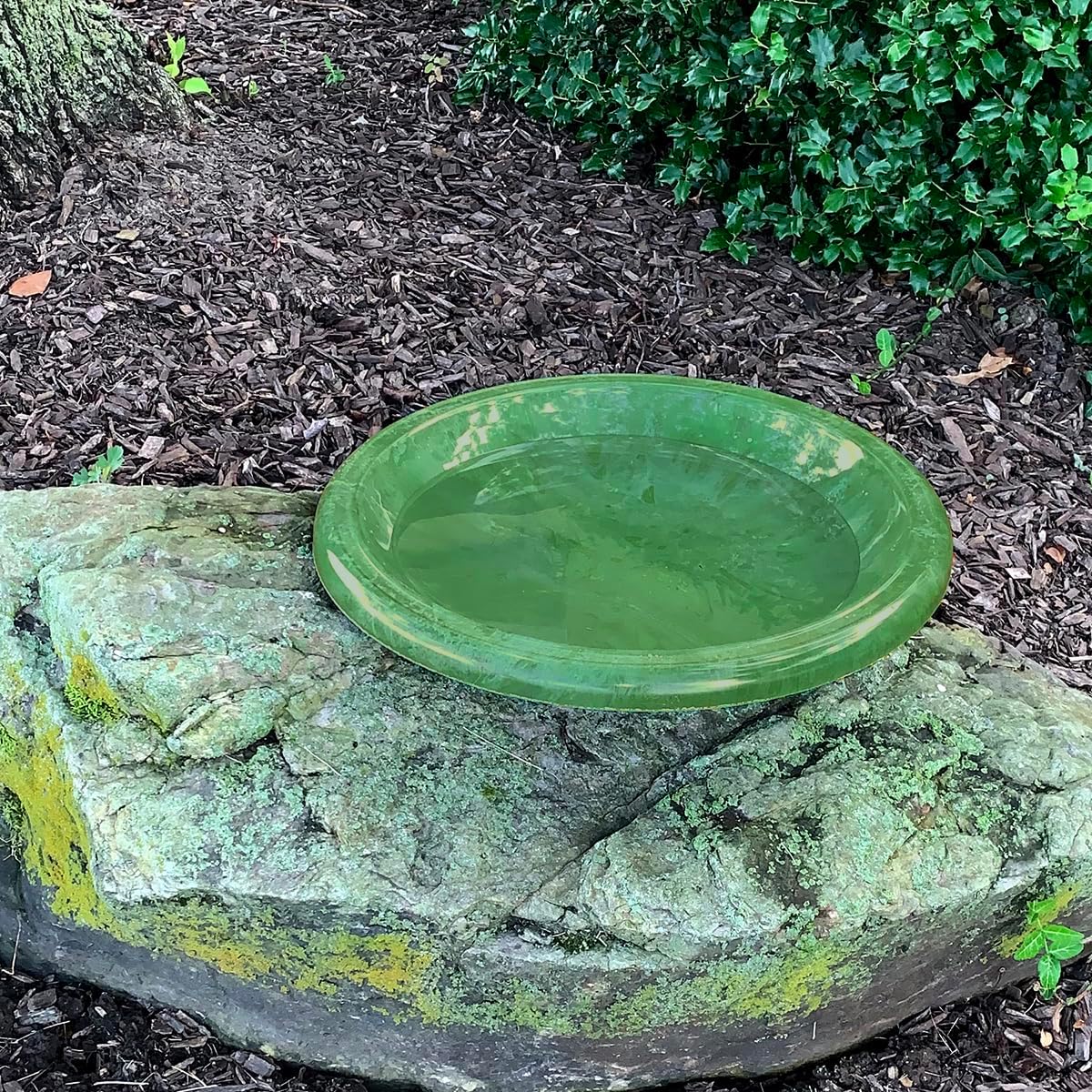 Tierra Birds and Beyond Gloss Bird Bowl with Gloss Rim – Kale Green