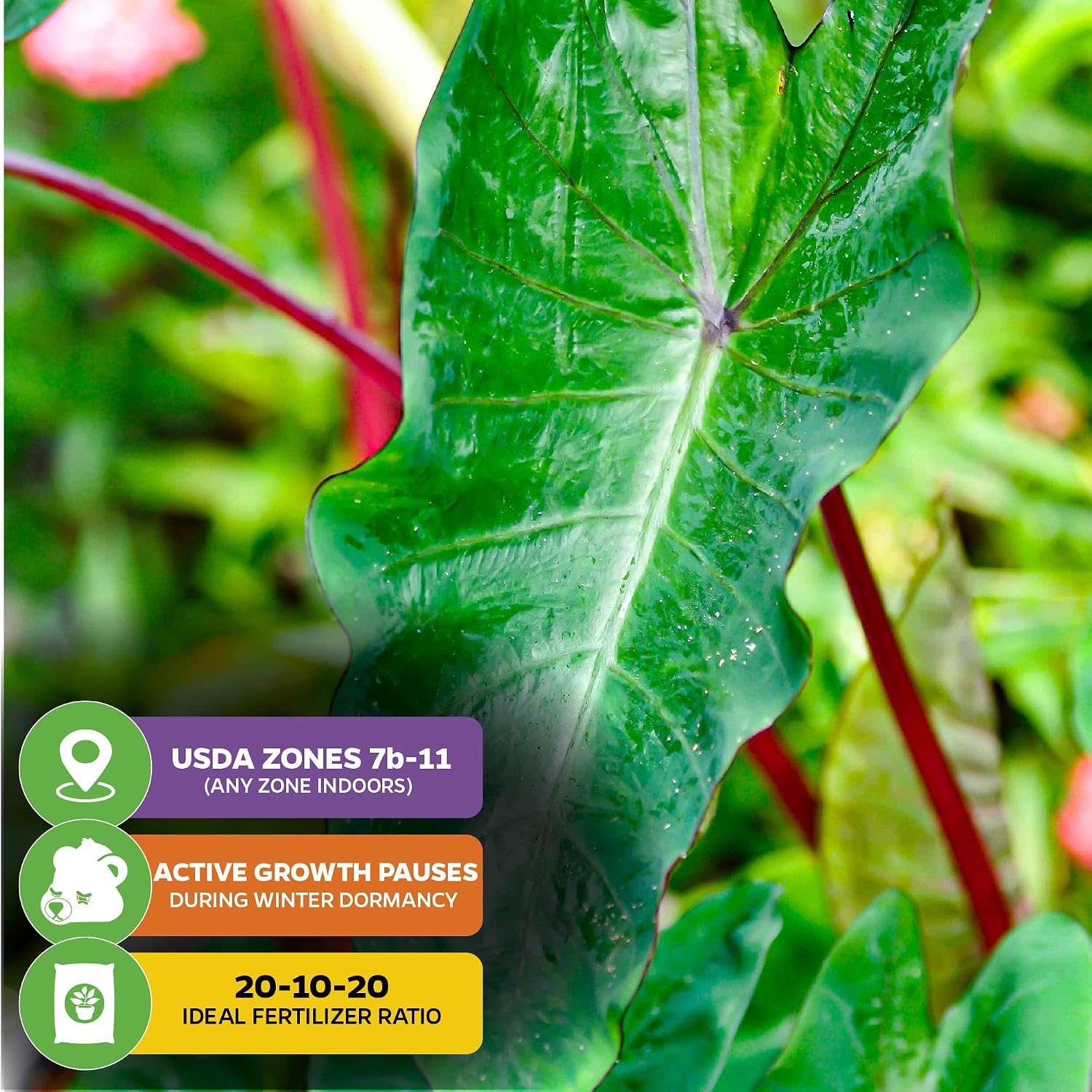 Thailand Giant Elephant Ear Live Plant - Colocasia gigantea by Wellspring Gardens - Elephant Ear Plant, Colocasia Gigantea, Elephant Ear Plant Live, Exotic Elephant Plant, Tropical Garden Design Ideas