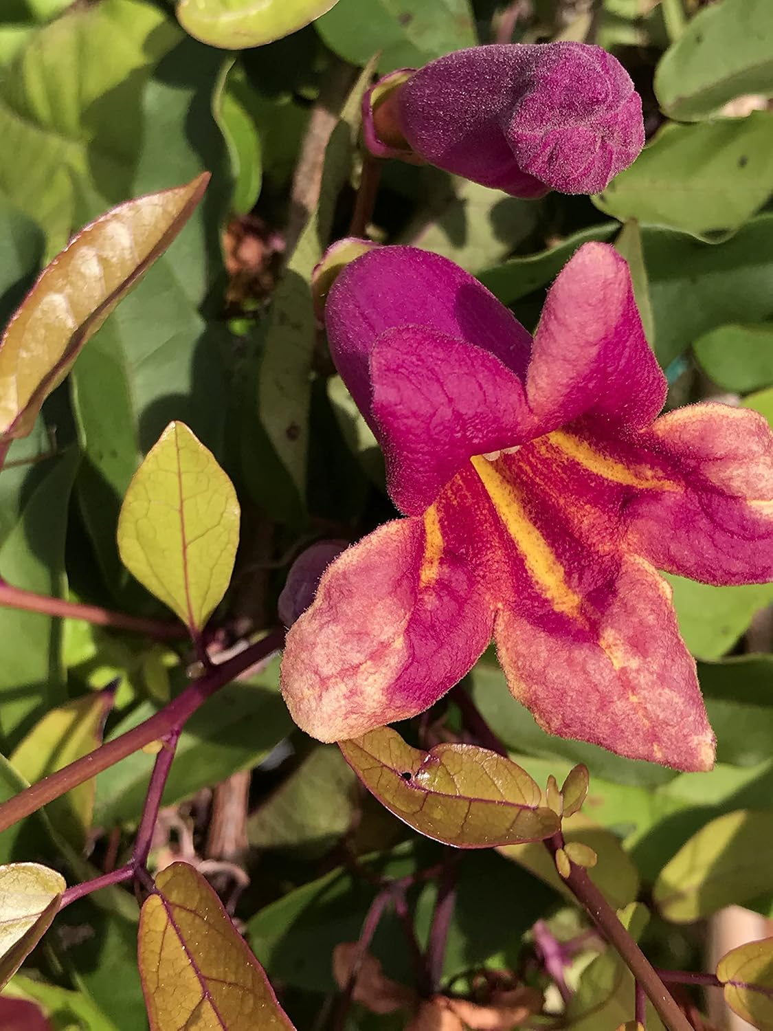 Bignonia Capreolata Crossvine 'Shalimar Red' Climbers and Vines 3 Gallon 36+ Inch Plant Ships with Soil