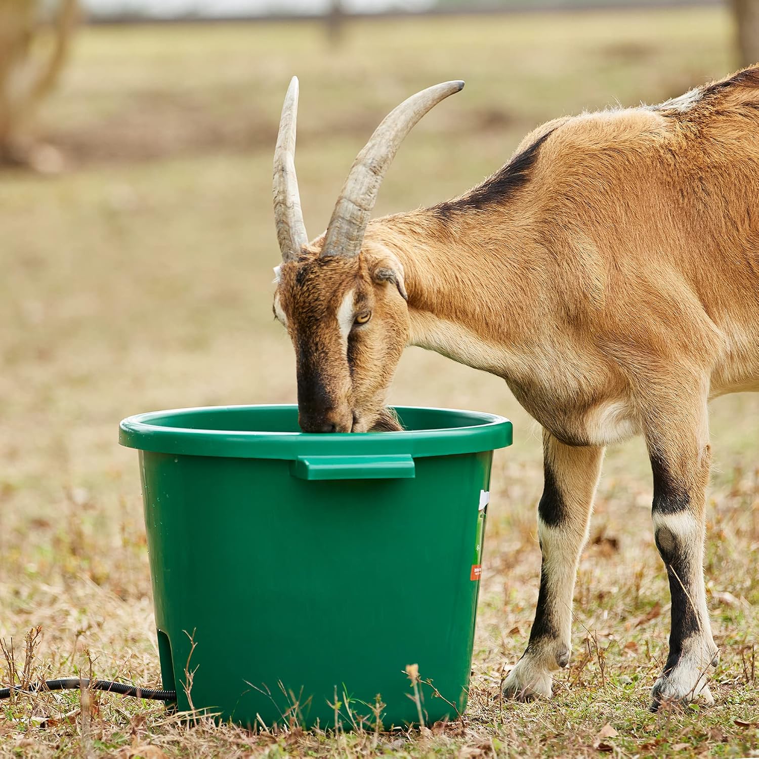 Farm Innovators Heated Water Bucket, 200W Heating Power - 16 Gallon Plastic Bucket with Replaceable Heating Element for Livestock Watering & Feeding | Thermostatically controlled to operate only when necessary, large 16-gallon capacity, anti-chew cord