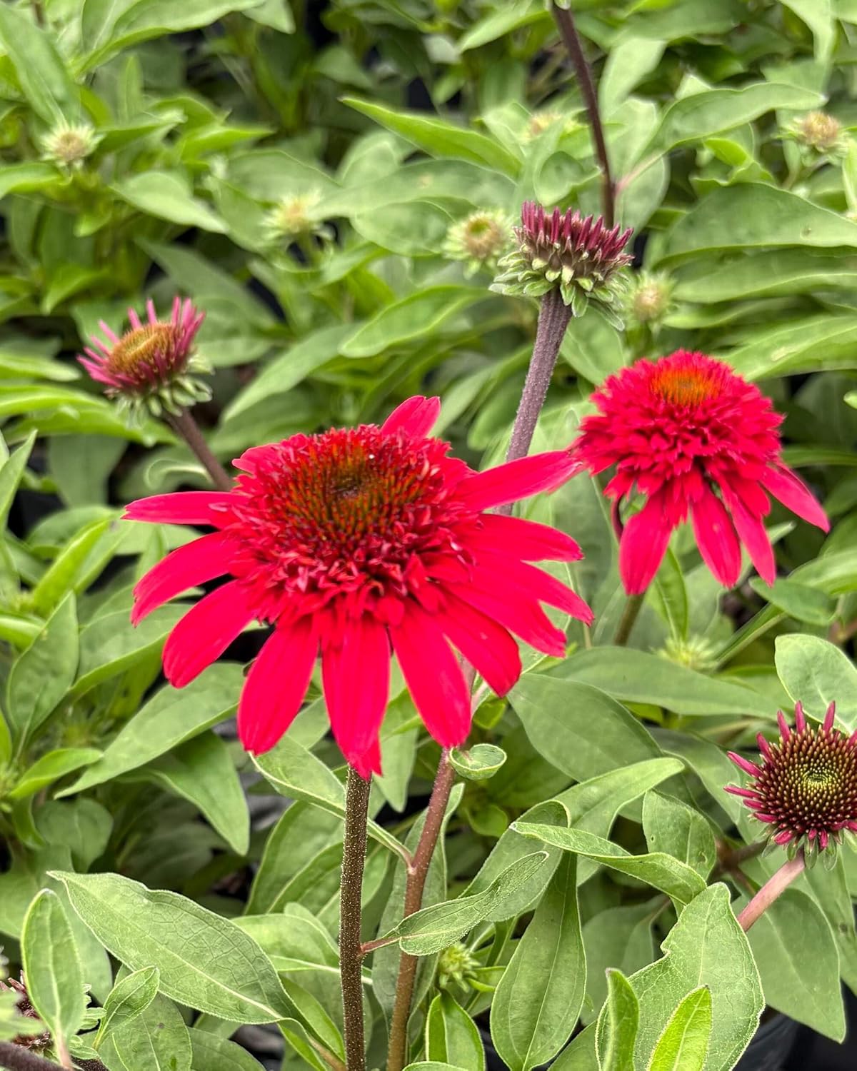 Echinacea purpurea ‘Cheyenne Spirit’ (Coneflower) Live Perennial, Size-#1 Container, Mixed Color Summer Flowers, USDA Zones 4-8
