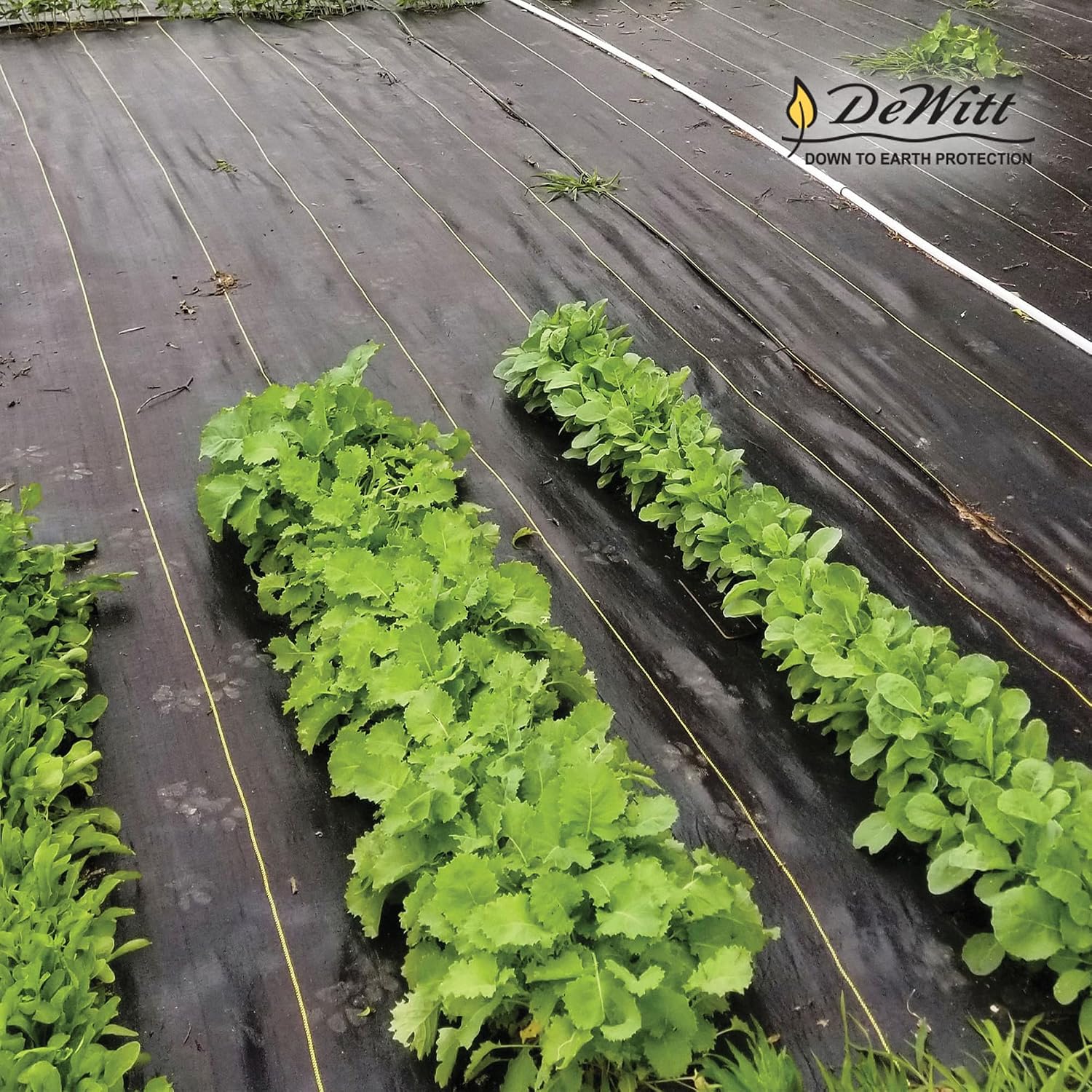 Dewitt Sunbelt Weed Barrier Fabric, 3.2 oz, 3 x 300 Feet – Heavy-Duty Ground Cover Mat for Greenhouse Floors, Garden Rows, Raised Beds, Grass and Yard Gardening, and Outdoor Landscape Protection | Ground Cover Mat for Greenhouse Floors, Garden Rows, Rais…