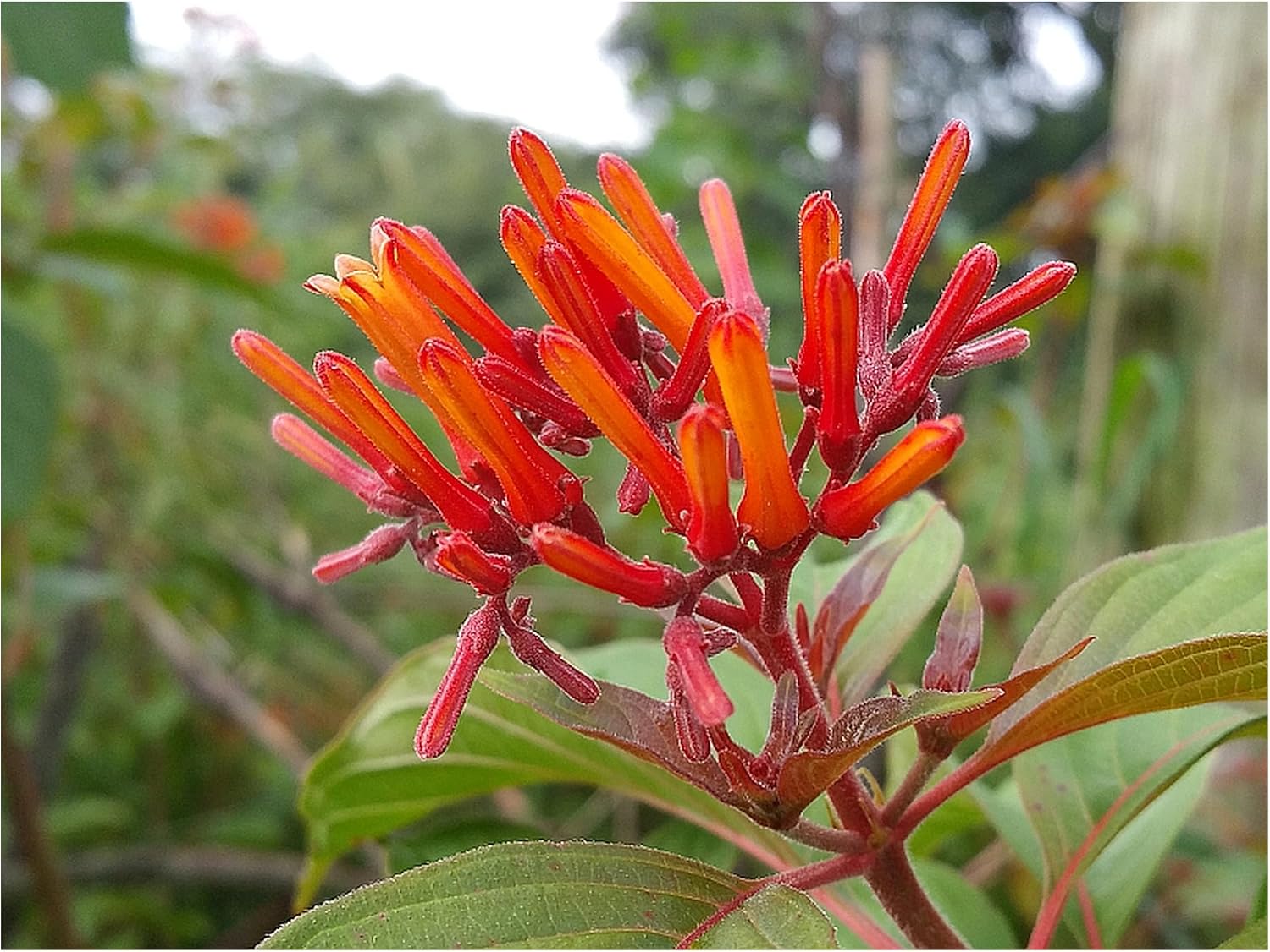Scarlet Firebush - Hamelia Patens - Live Shrub Plant -Florida Native - Orange Red Flower - 8-10 Inches Tall - 4 Inch Pot