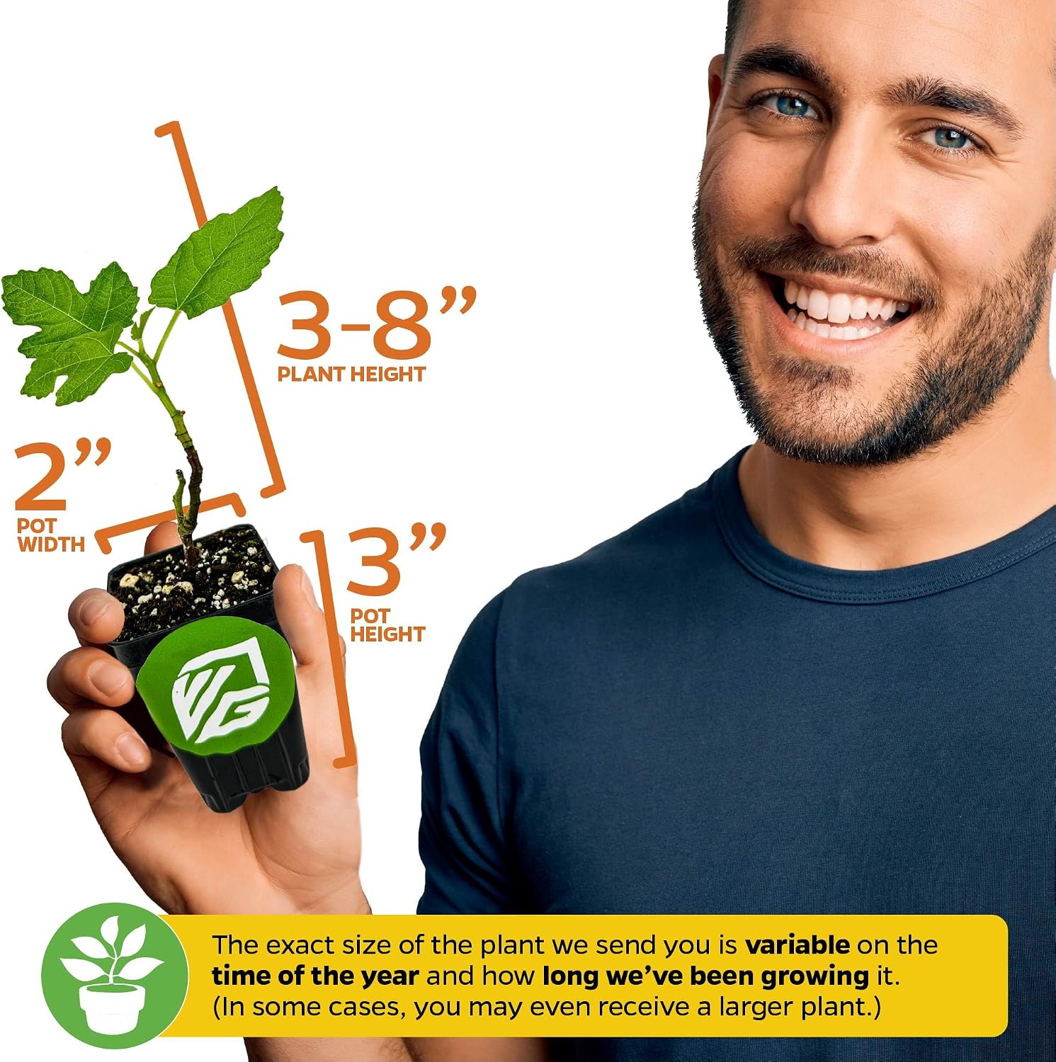 Olympian Fig Tree Live Plant - Ficus carica by Wellspring Gardens - Starter Plant Ideal for Gardens & Containers - Great for Indoor Houseplants, Outdoor Landscaping & Garden Planting