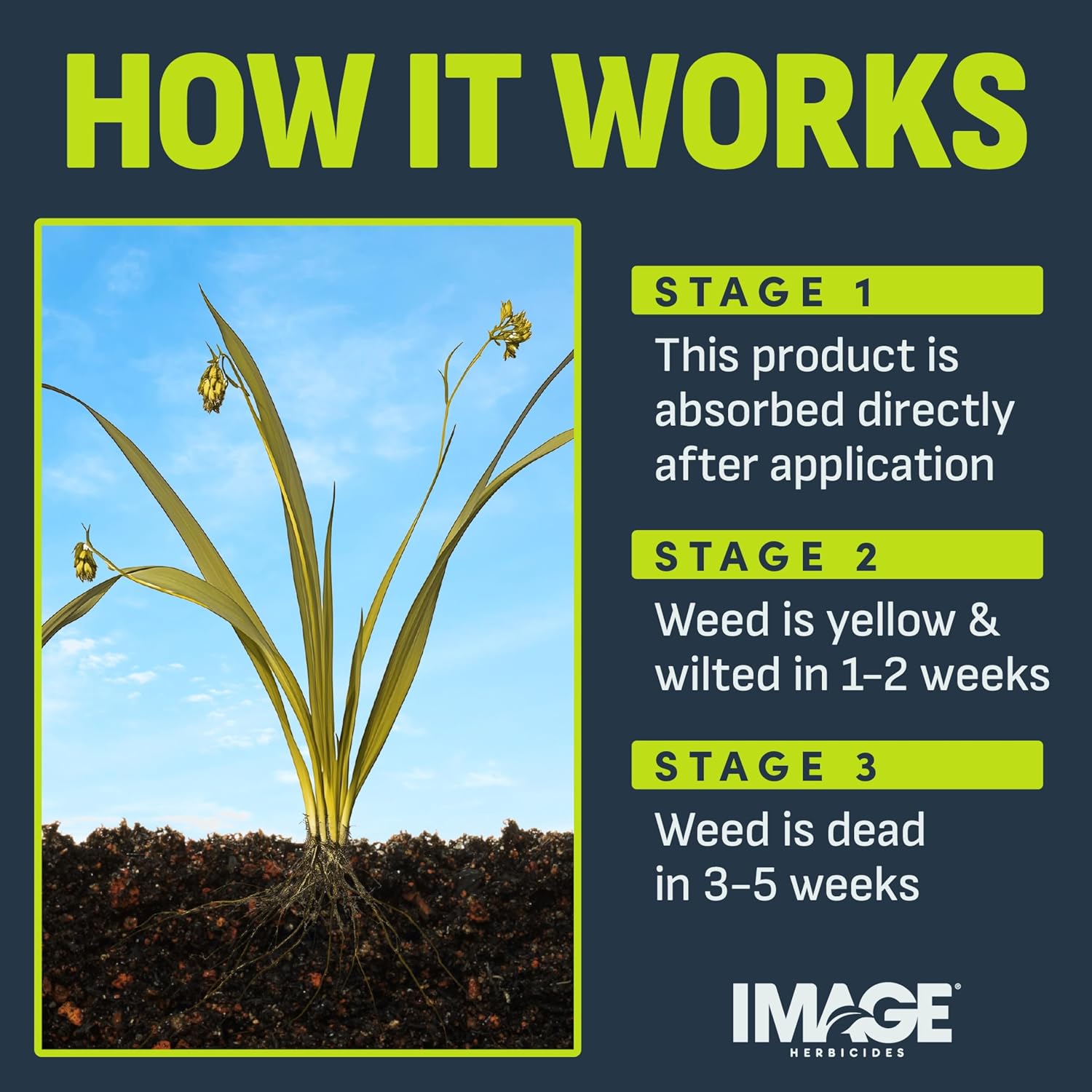 Image Herbicide Nutsedge Killer for Southern Lawns, 32 fl oz | Weed killer spray for Bermudagrass, Zoysiagrass, St. Augustinegrass