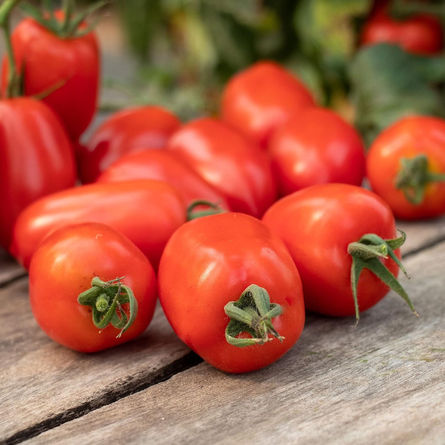 Eden Brothers Tomato Seeds - Persimmon Non-GMO Seeds for Planting, 1 oz | Low-Maintenance Vegetable Seeds, Plant During Warm Season, Zones 10, 3, 4, 5, 6, 7, 8, 9