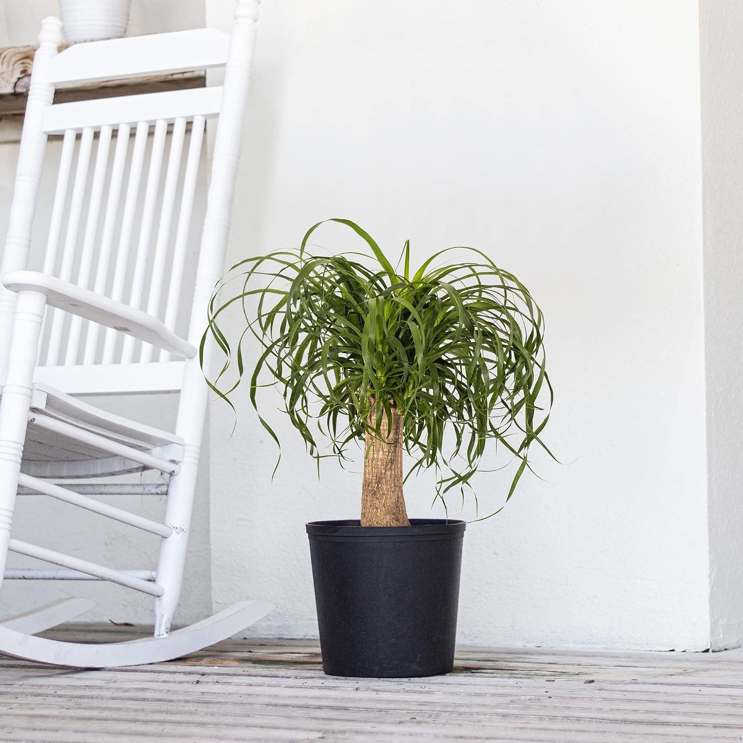 Ponytail Palm Live Plant by United Nursery Indoor House Plant for Home, Patio, or Office Decor (Plant Pot, 10-inch Pot)