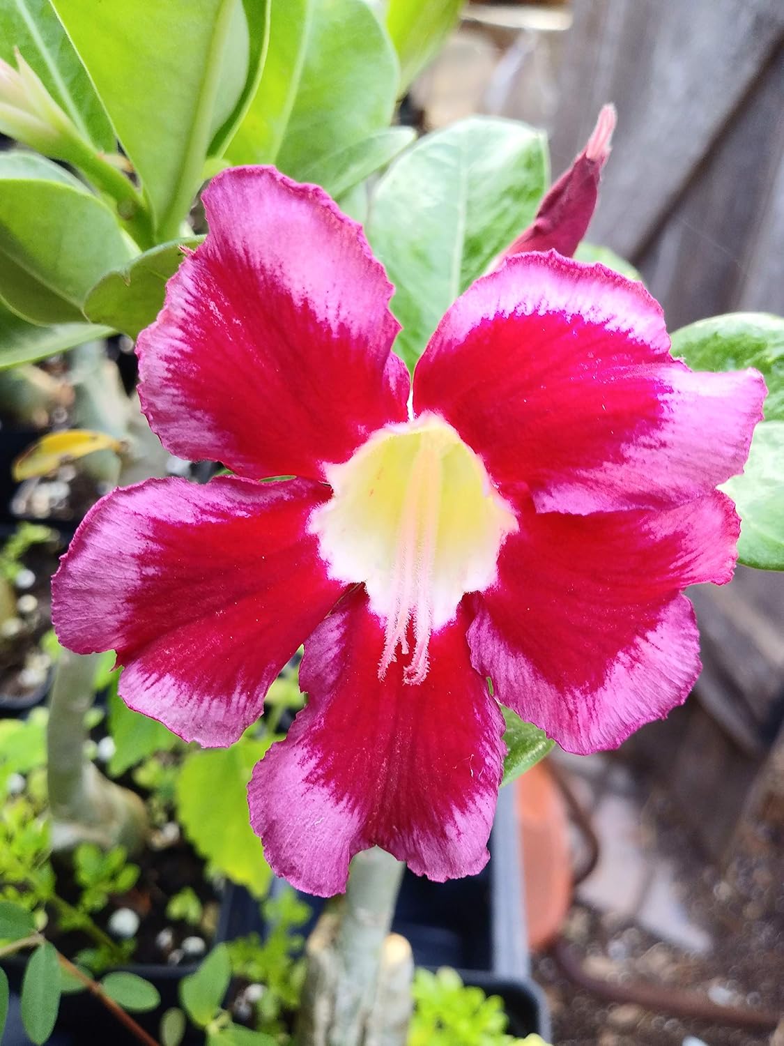 Desert Rose Seeds Mixed Colors Adenium Obesum 100 Pack Single and Multi Colored Flowers