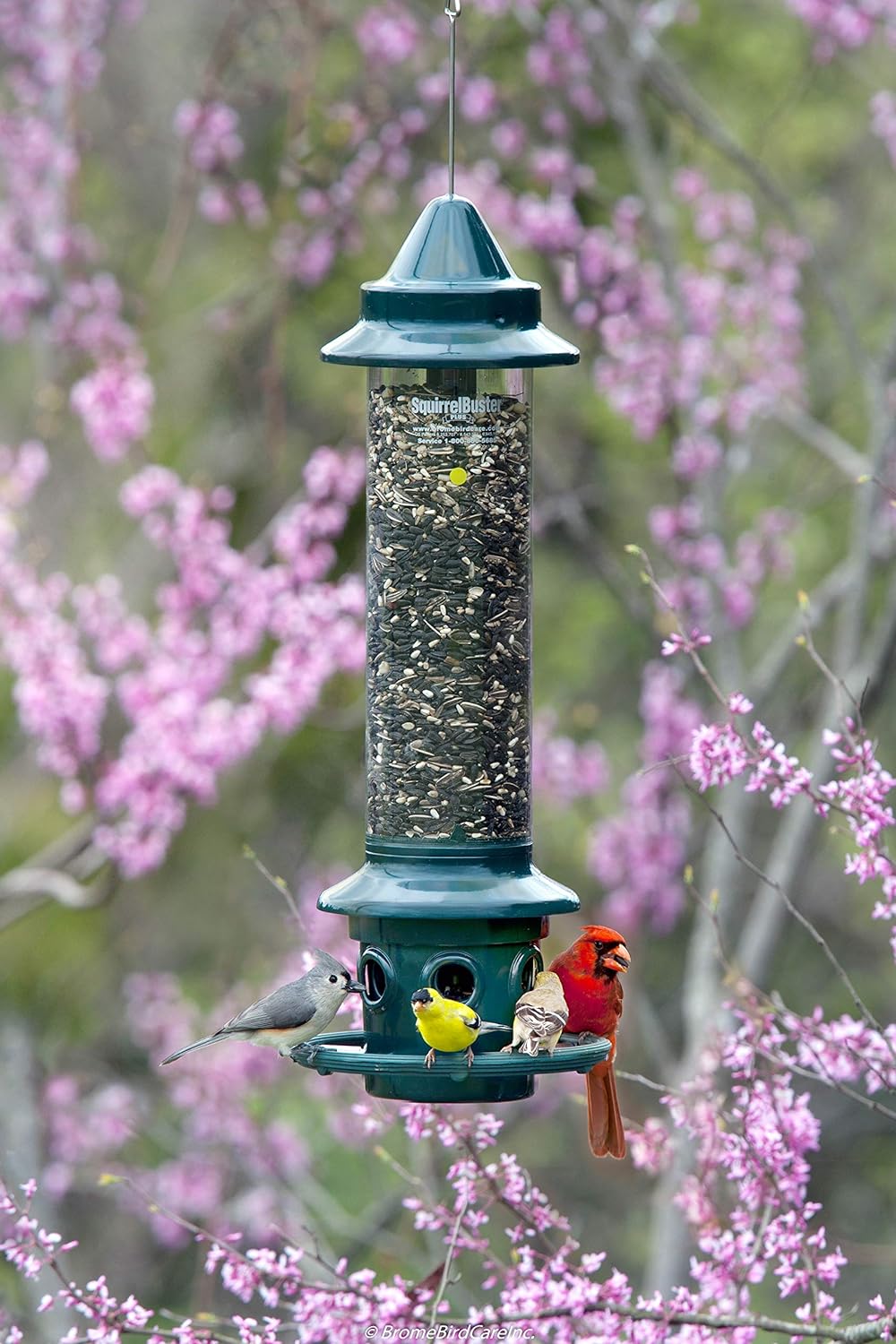 Squirrel Buster Plus Squirrel-proof Bird Feeder w/Cardinal Ring and 6 Feeding Ports, 5.1-pound Seed Capacity, Adjustable