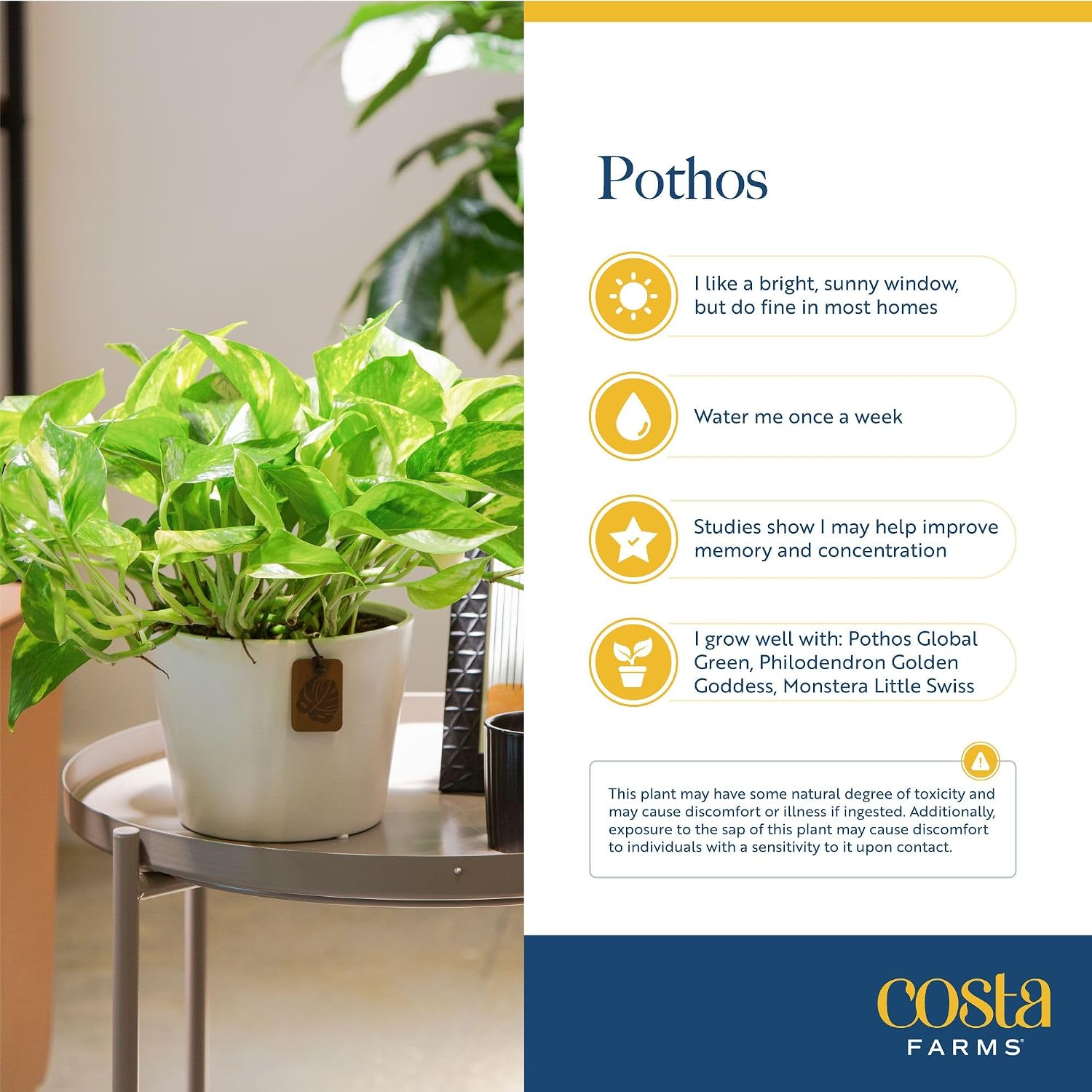 Costa Farms Golden Pothos, Live Indoor Plant, Trailing Vine, Air Purifying | Fast-growing trailing vine, one of the easiest to grow. Great indoor houseplant. Ideal housewarming or birthday gift.