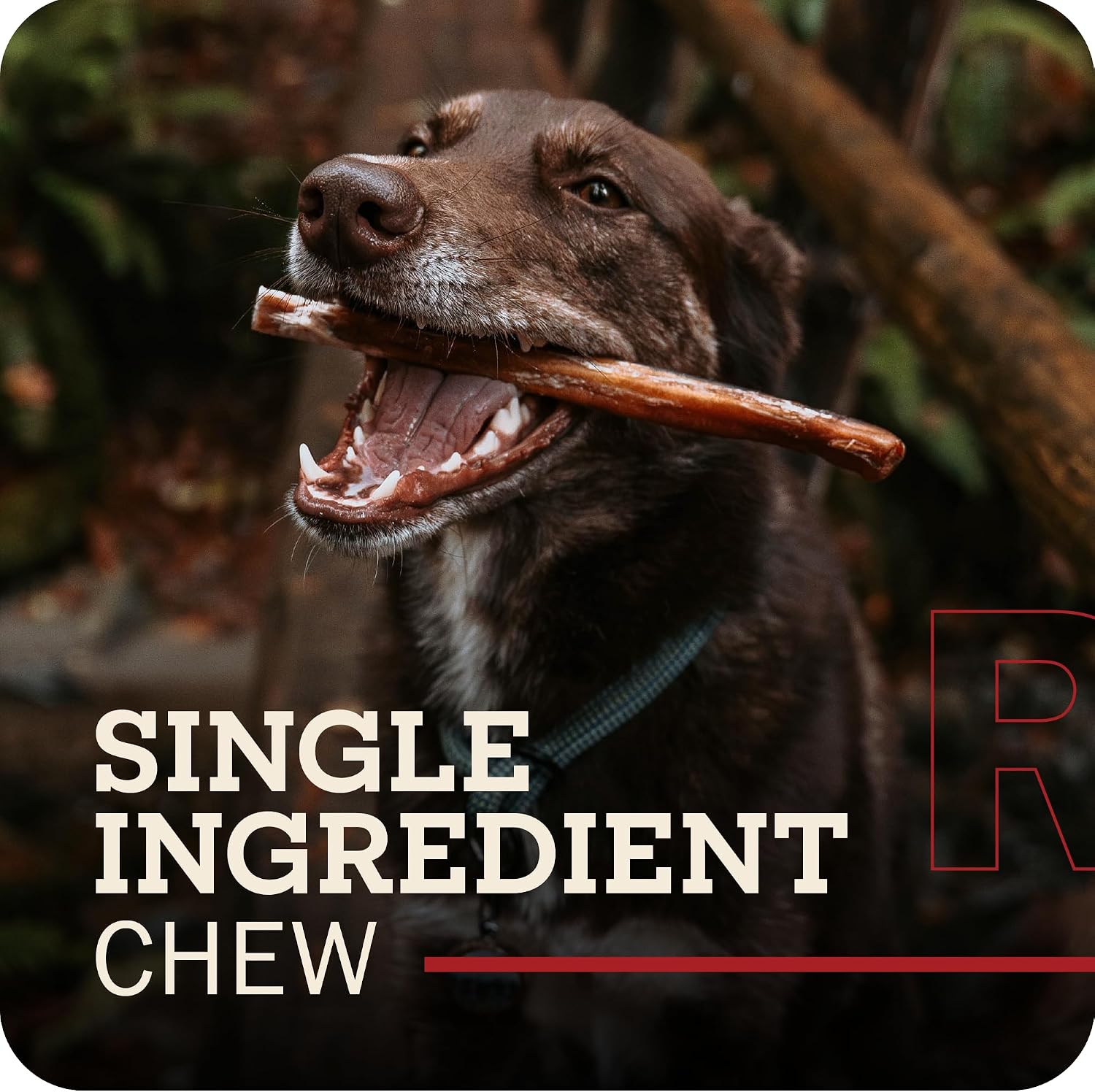 Redbarn Pet Products All-Natural Bully Stick Rings for Dogs - Long Lasting Rawhide Chew Treat - Case of 35 | Long-lasting dental treats