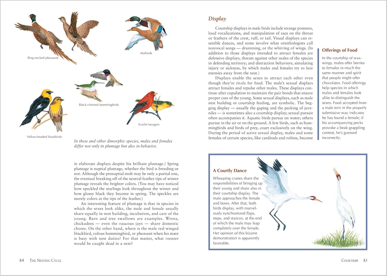 The Backyard Bird-Lover's Guide: Attracting, Nesting, Feeding