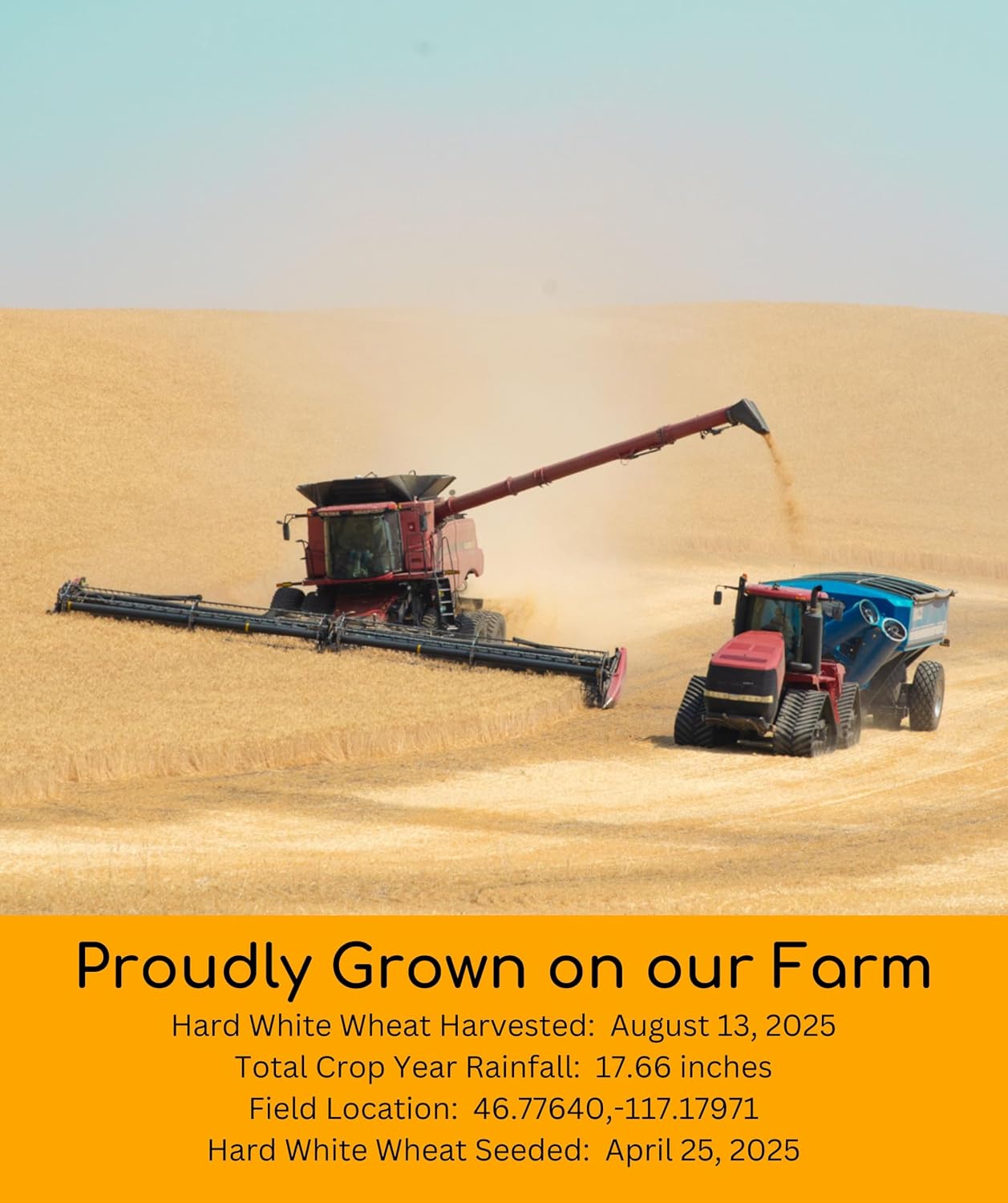 Palouse Brand Certified Glyphosate Residue Free Hard White Wheat Berries | 5 LBS | Non-GMO Project Verified | Kosher