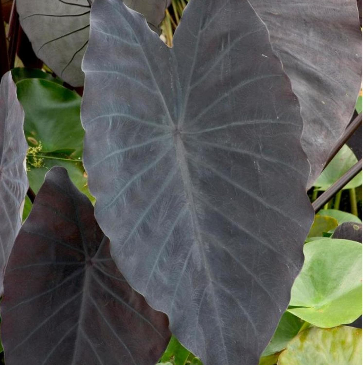 ‘Black Magic’ Taro, a Great Live Pond Plant for Your Water Garden. Filters The koi and Goldfish Pond. Good for Bogs