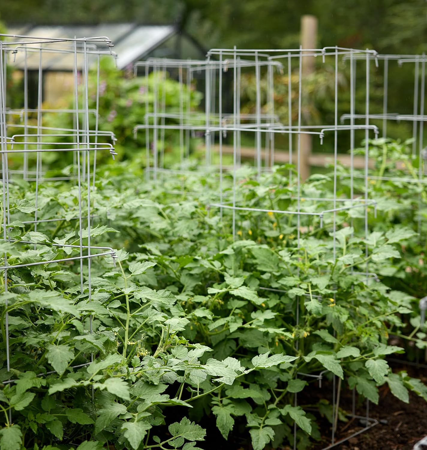 Burpee Medium Heavy Gauge Tomato Cage | 3 Cages for Plant Support in Garden | 14" x 14" x 48" | Made in The USA| Grow Healthier