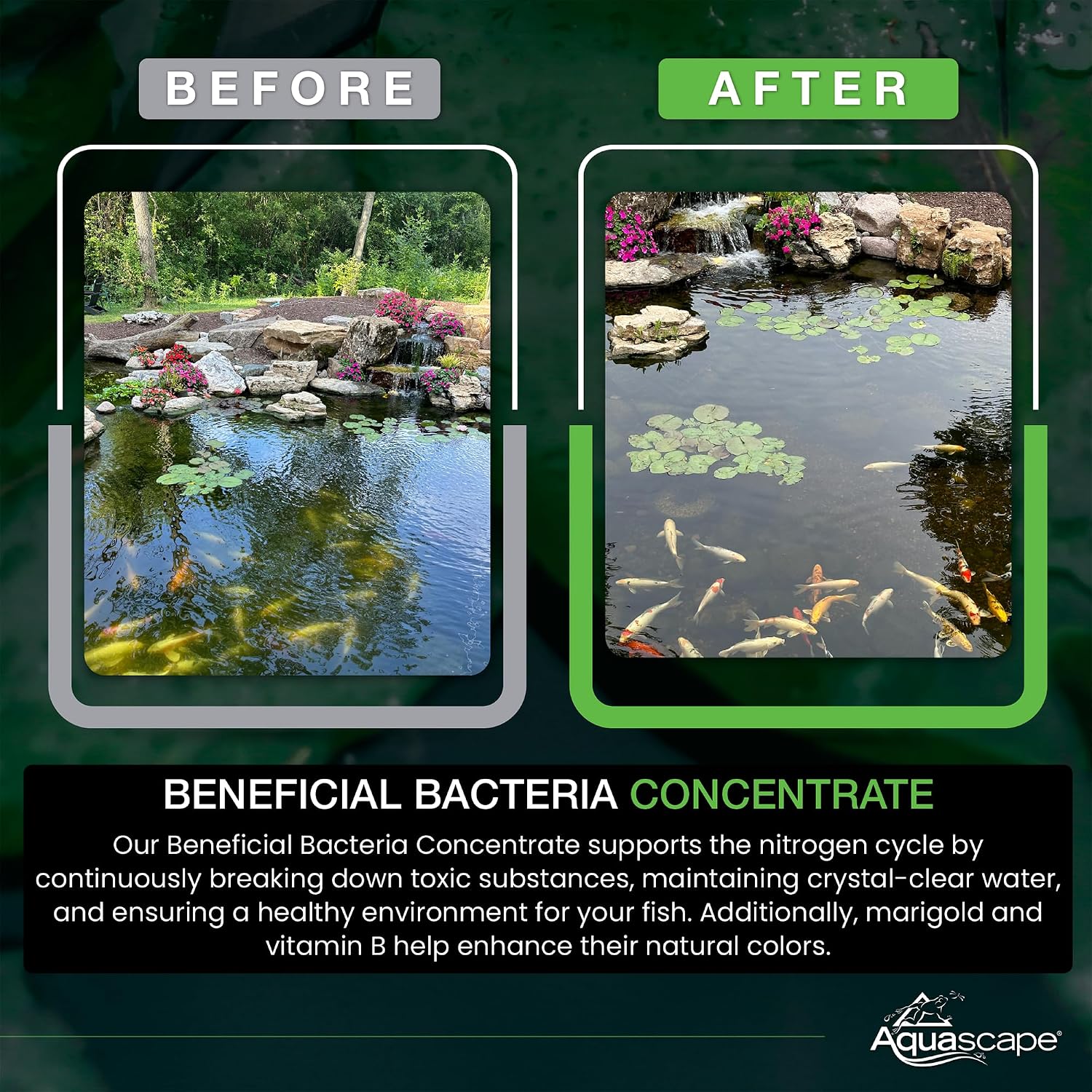 Aquascape Dry Beneficial Bacteria for Pond and Water Features, 8.8 Ounce (Pack of 1), 98948 , white