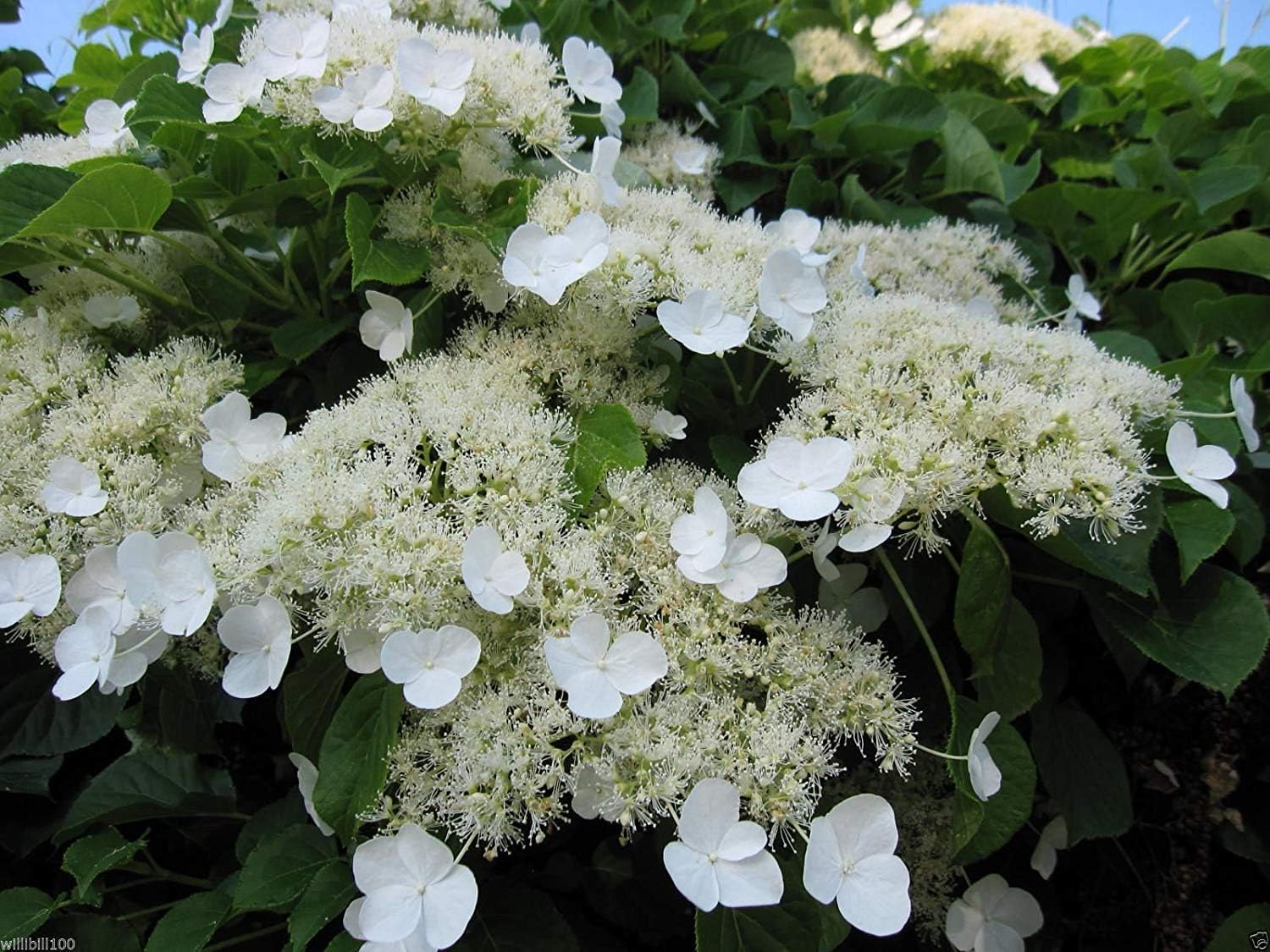 300 seeds Climbing Hydrangea Seeds (HYDRANGEA anomala Petiolaris) Vine/Climber,Groundcover